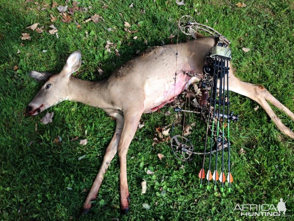 Whitetail doe Northen VA