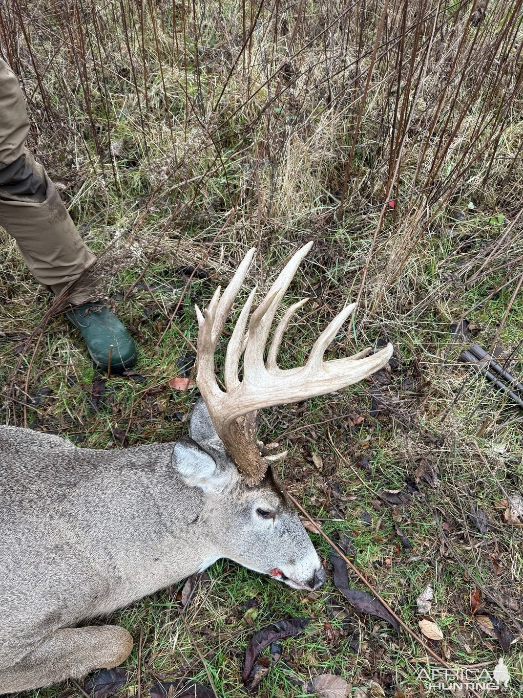 Whitetail Hunt Illinois