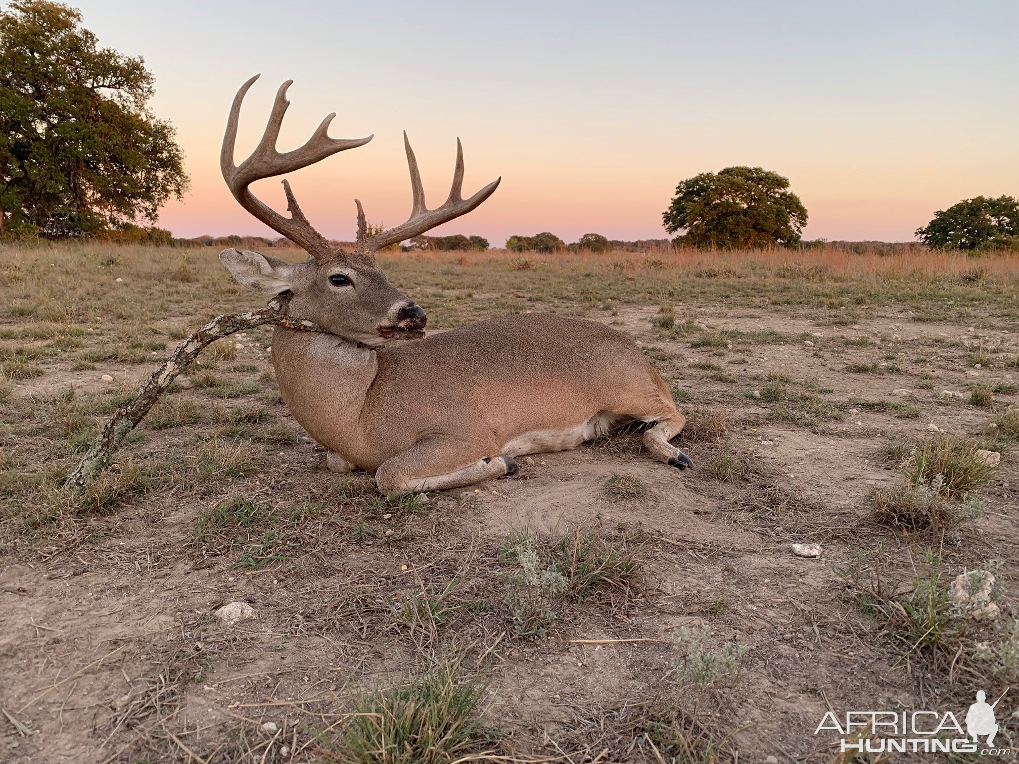 Whitetail Hunting