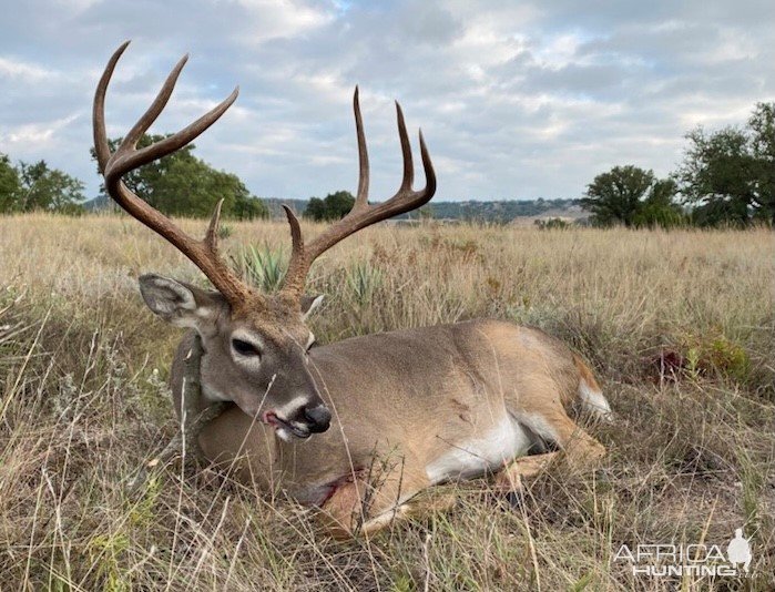 Whitetail Hunting