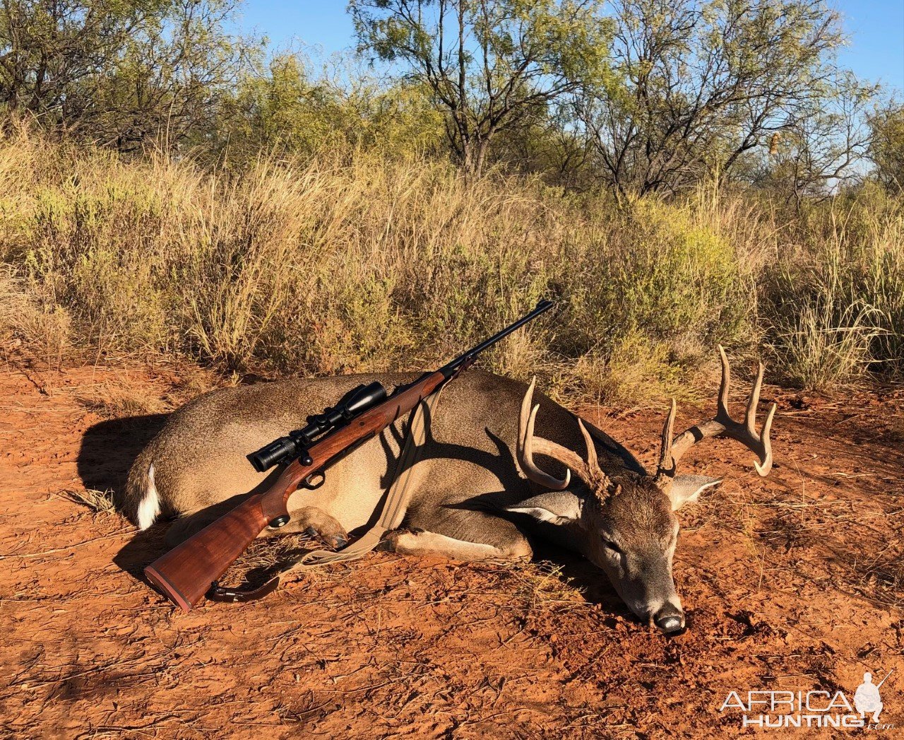 Whitetail Hunting