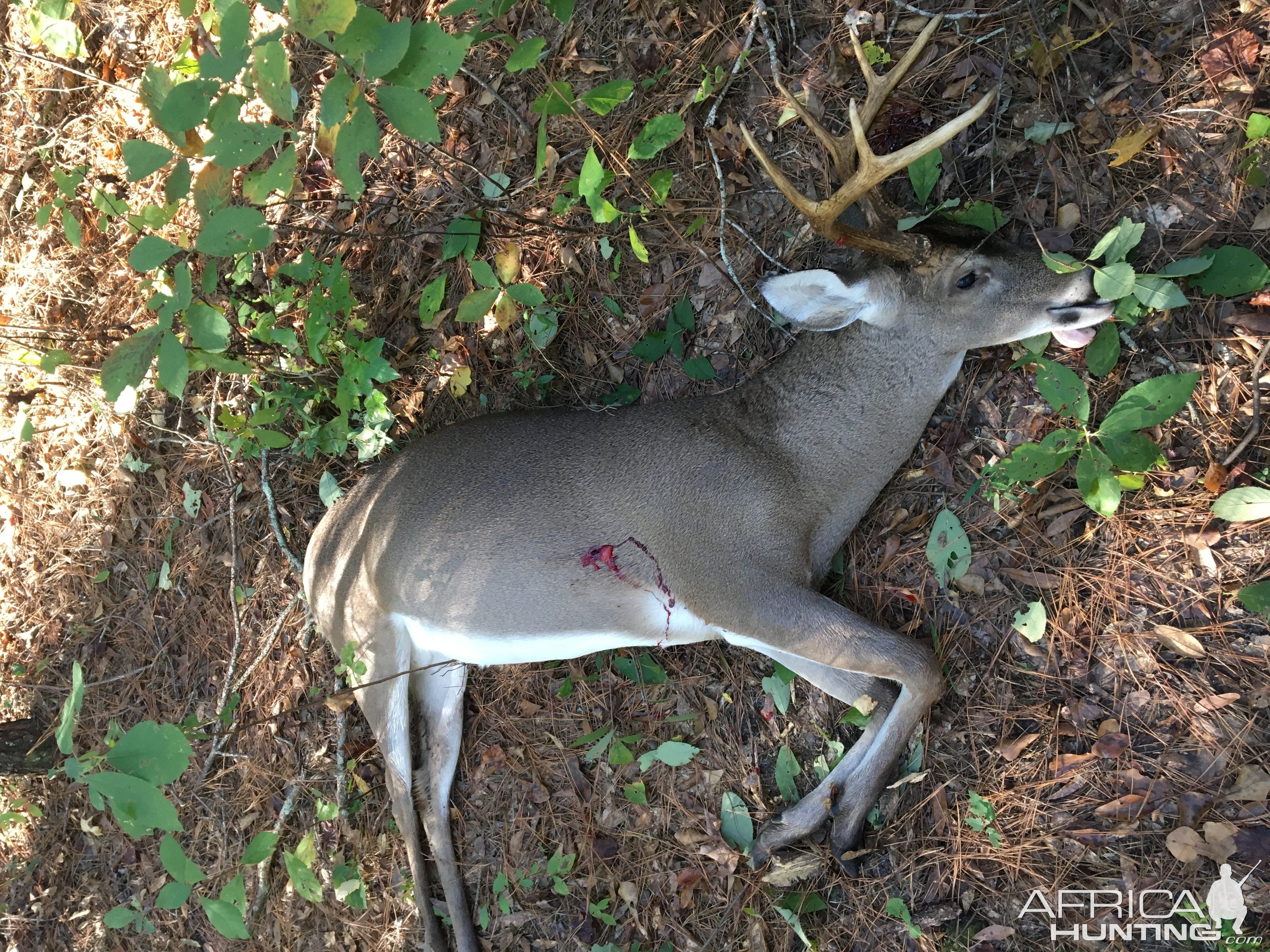 Whitetail Hunting