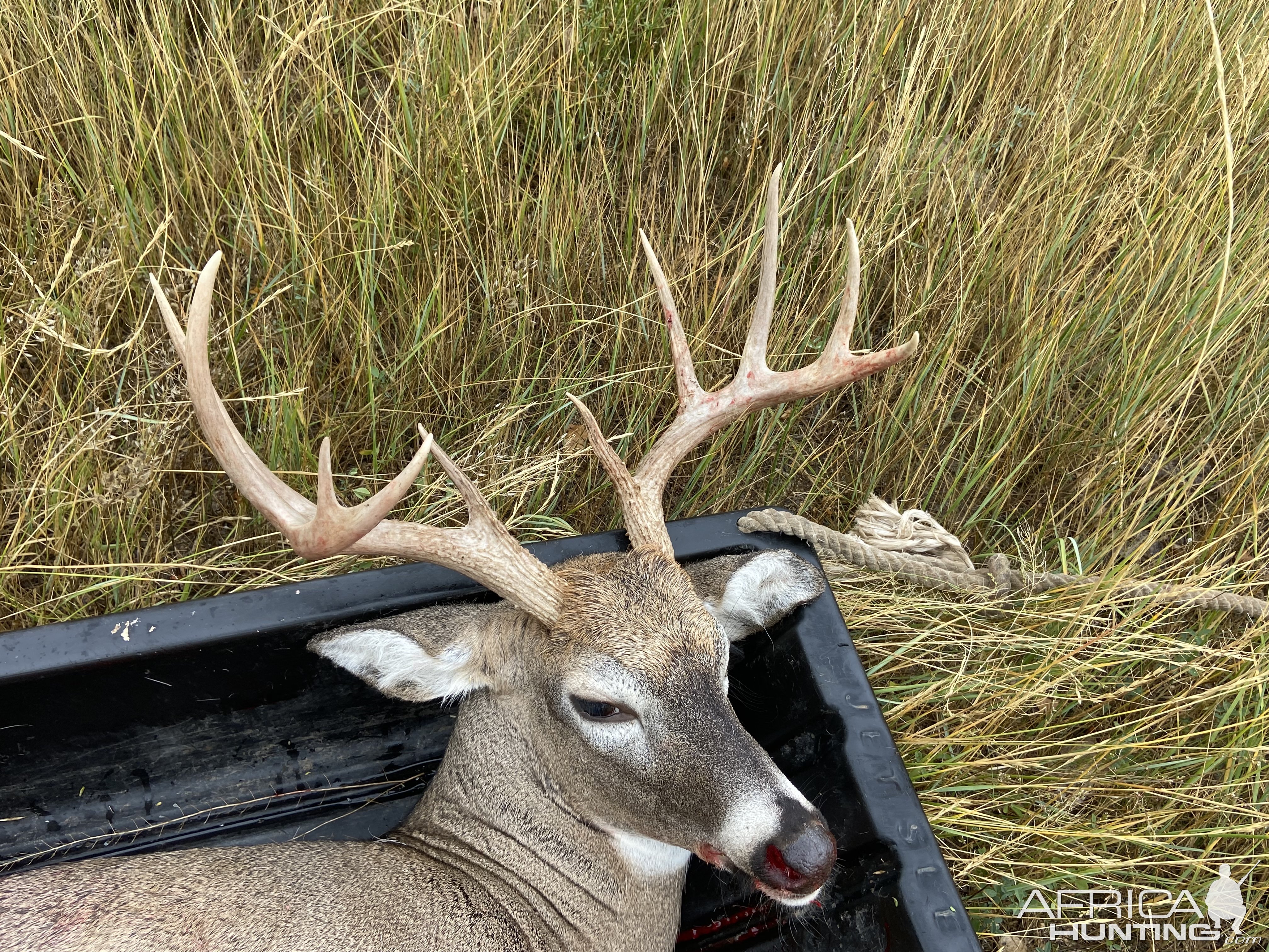 Whitetail Hunting