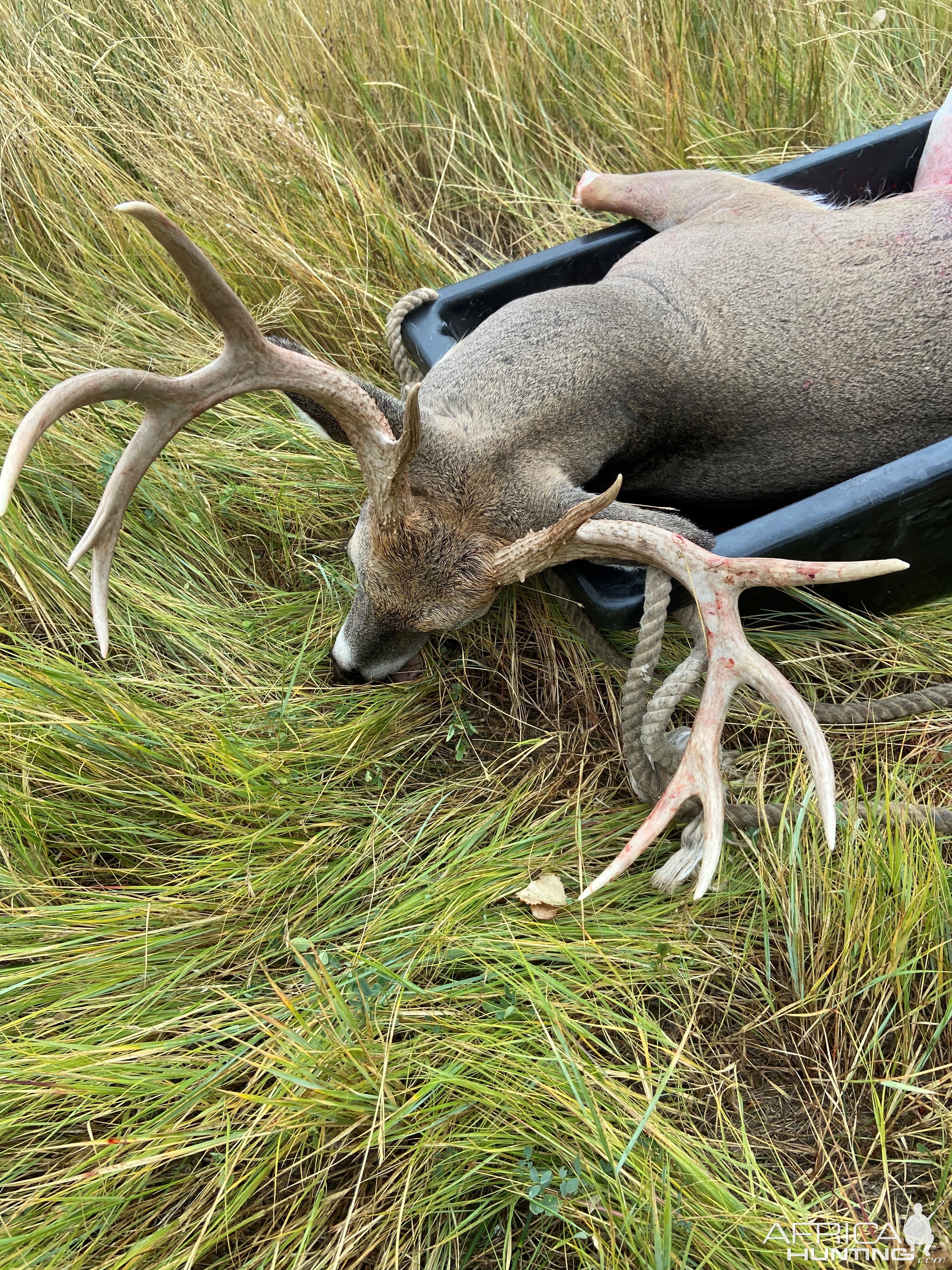 Whitetail Hunting