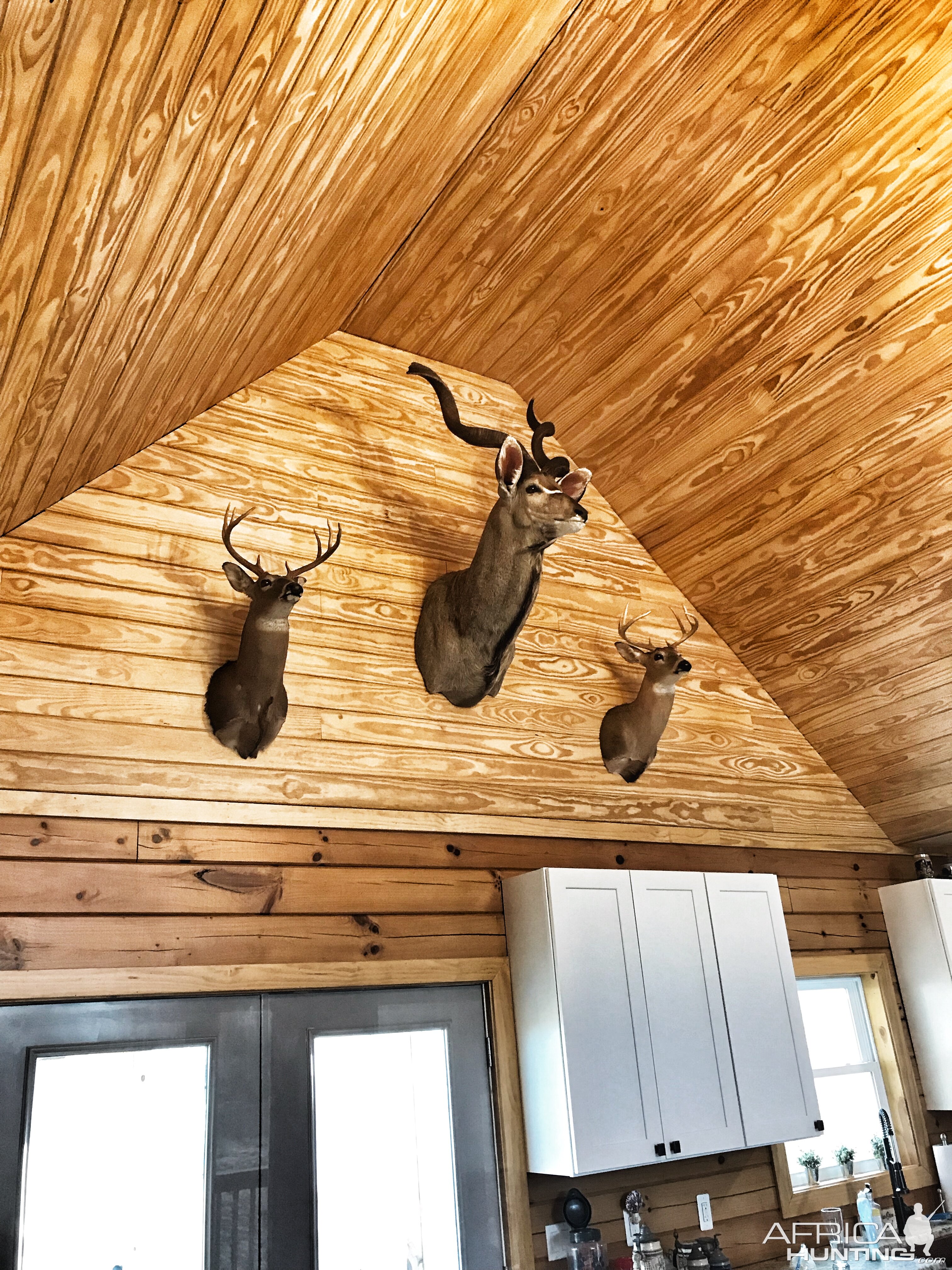 Whitetail & Kudu Shoulder Mounts Taxidermy