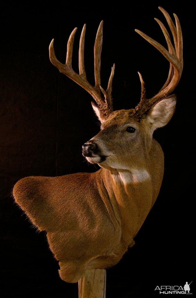 Whitetail Shoulder Mount Taxidermy