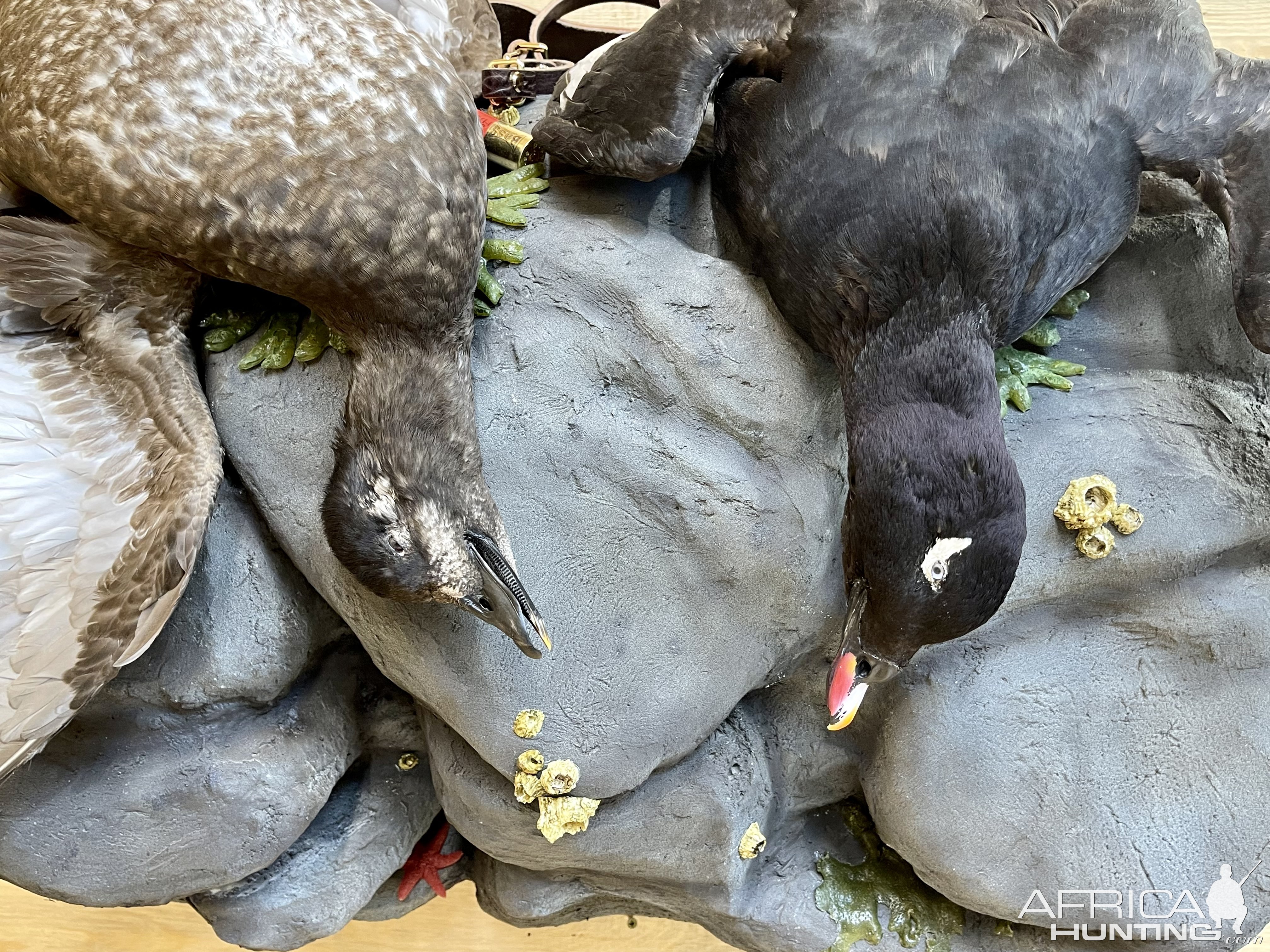 Whitewing Scoter Mount Taxidermy