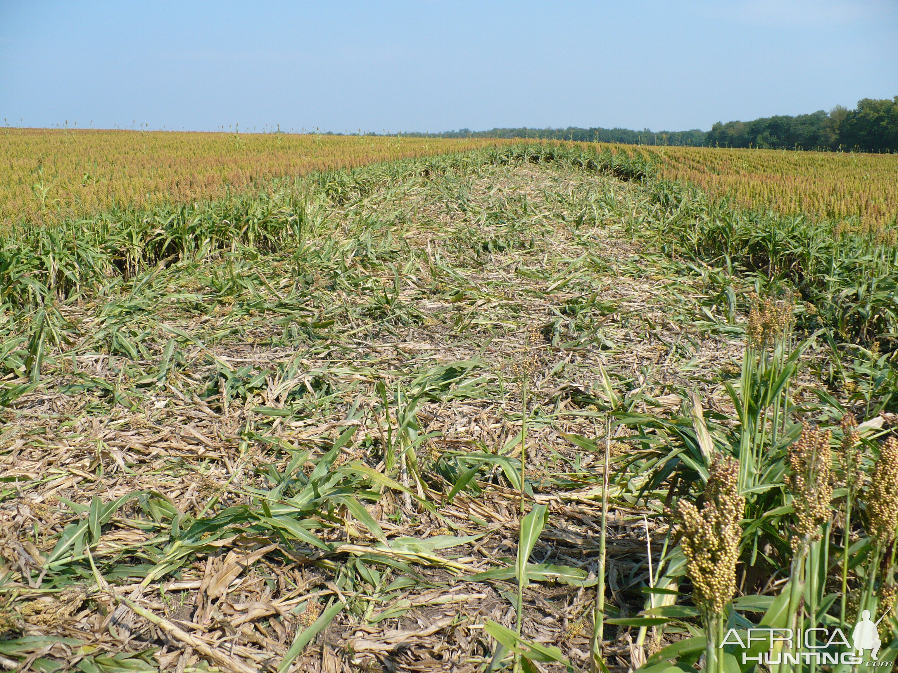 Wild boar damages