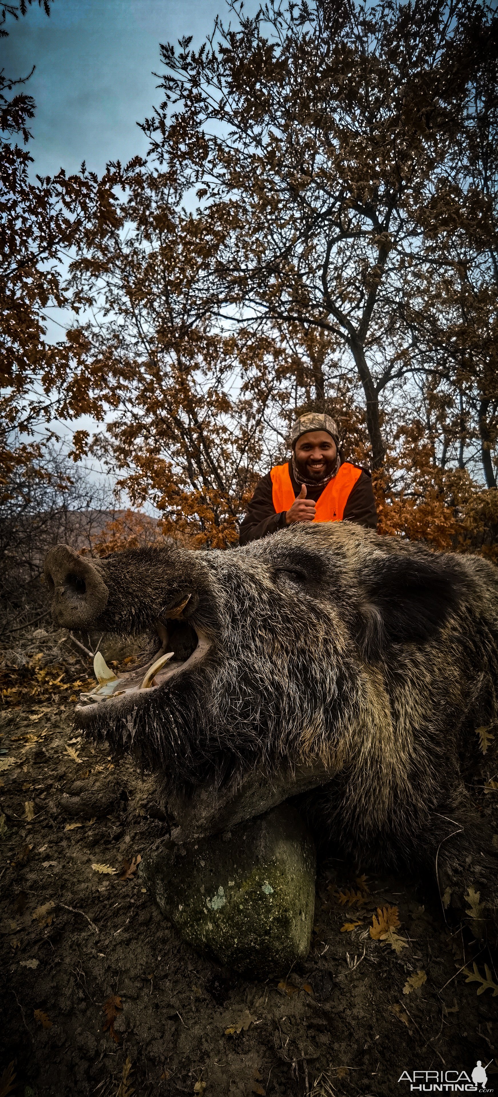 Wild Boar Down Turkey