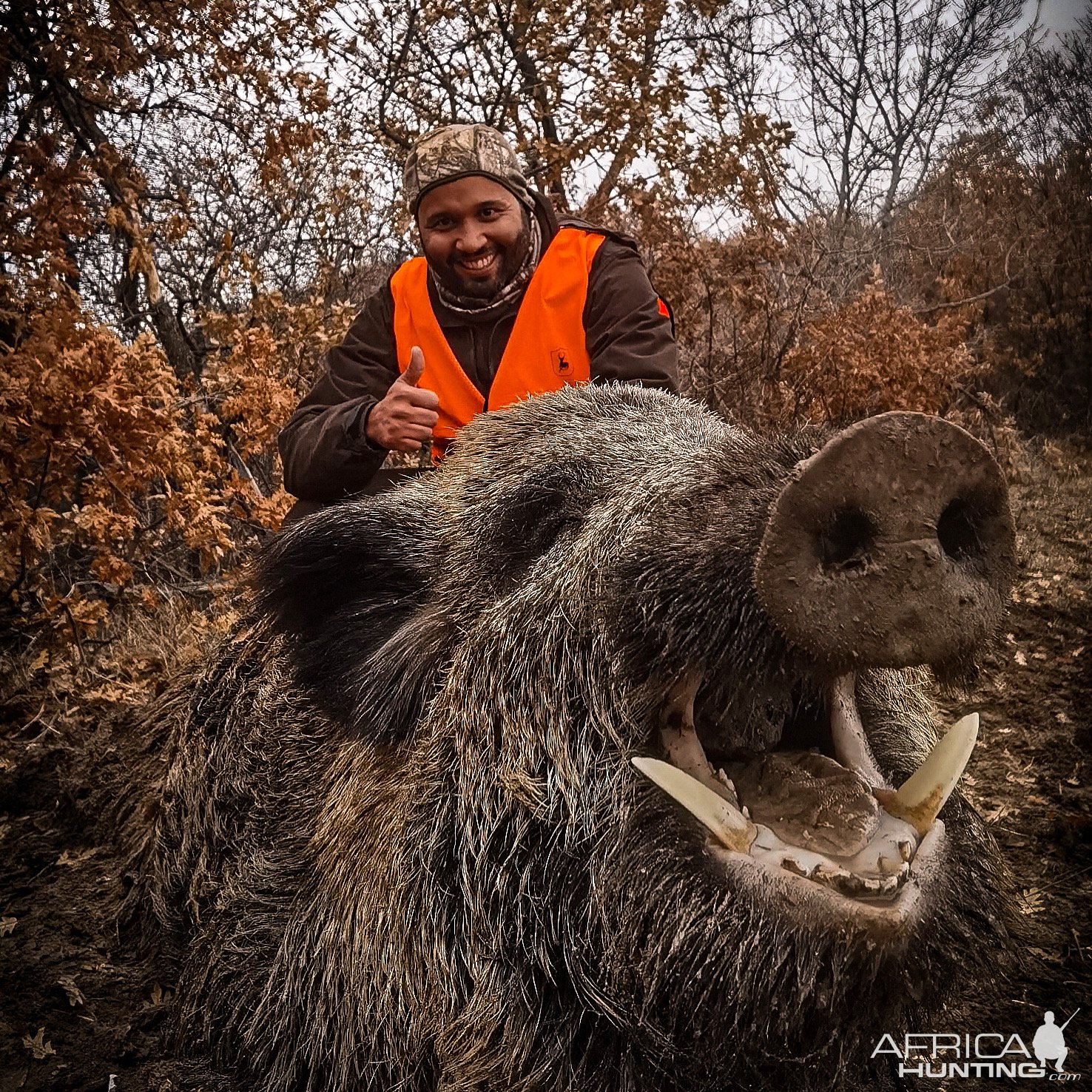 Wild Boar Down Turkey