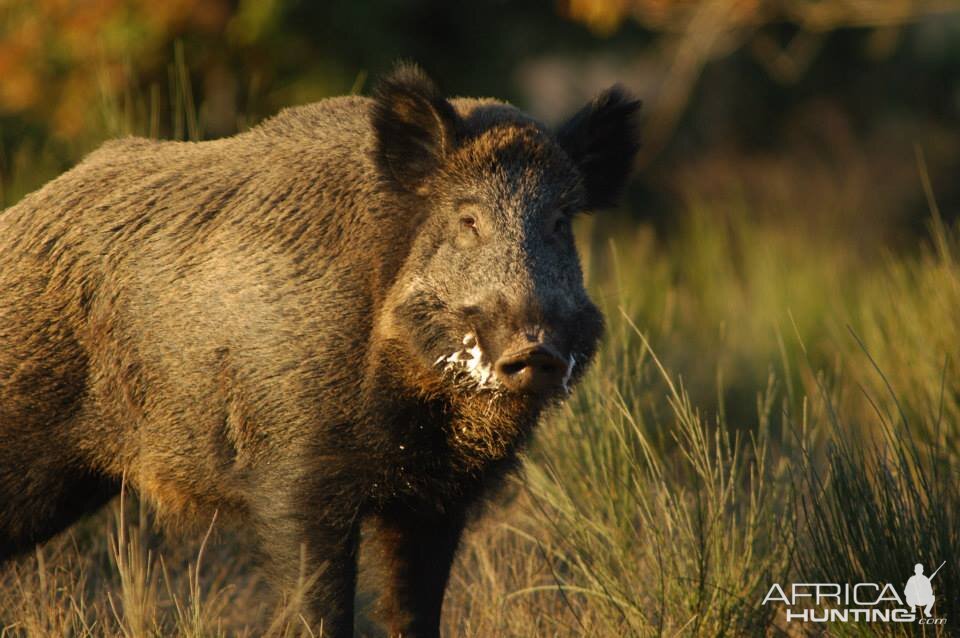 Wild Boar France Hunt