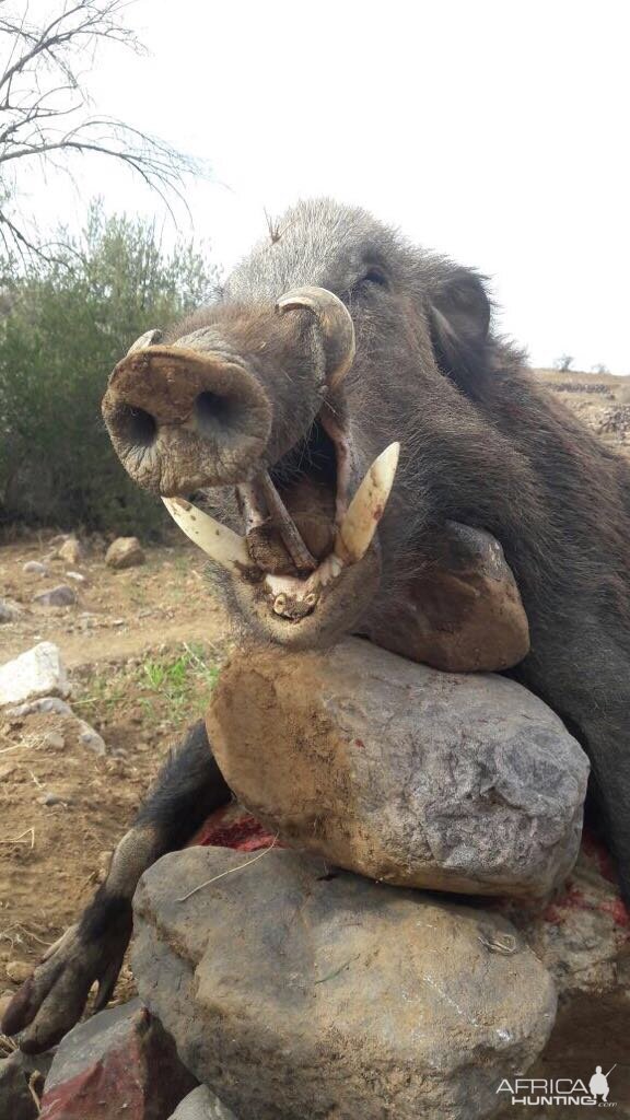 Wild Boar Hunt France