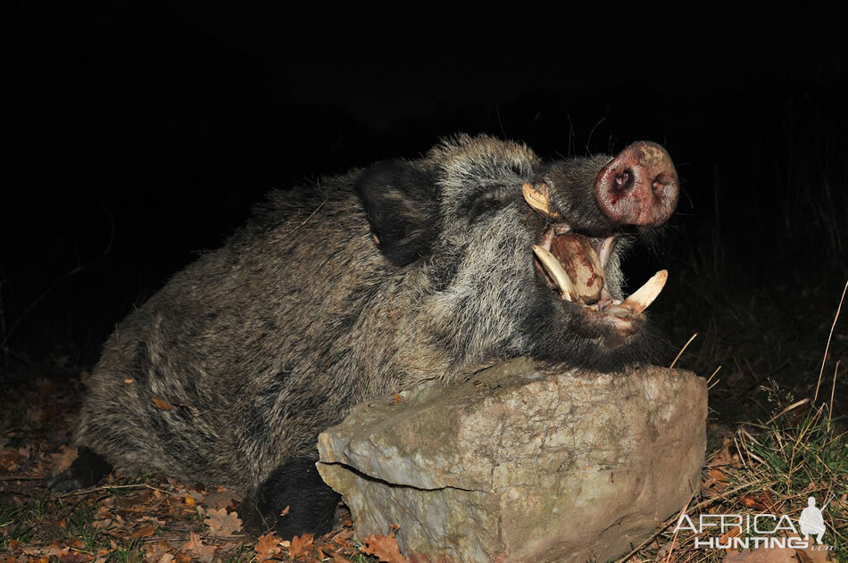 Wild Boar Hunt France