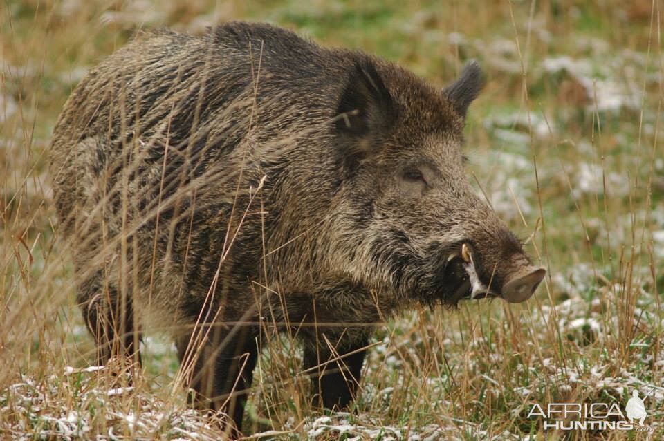 Wild Boar Hunt in France