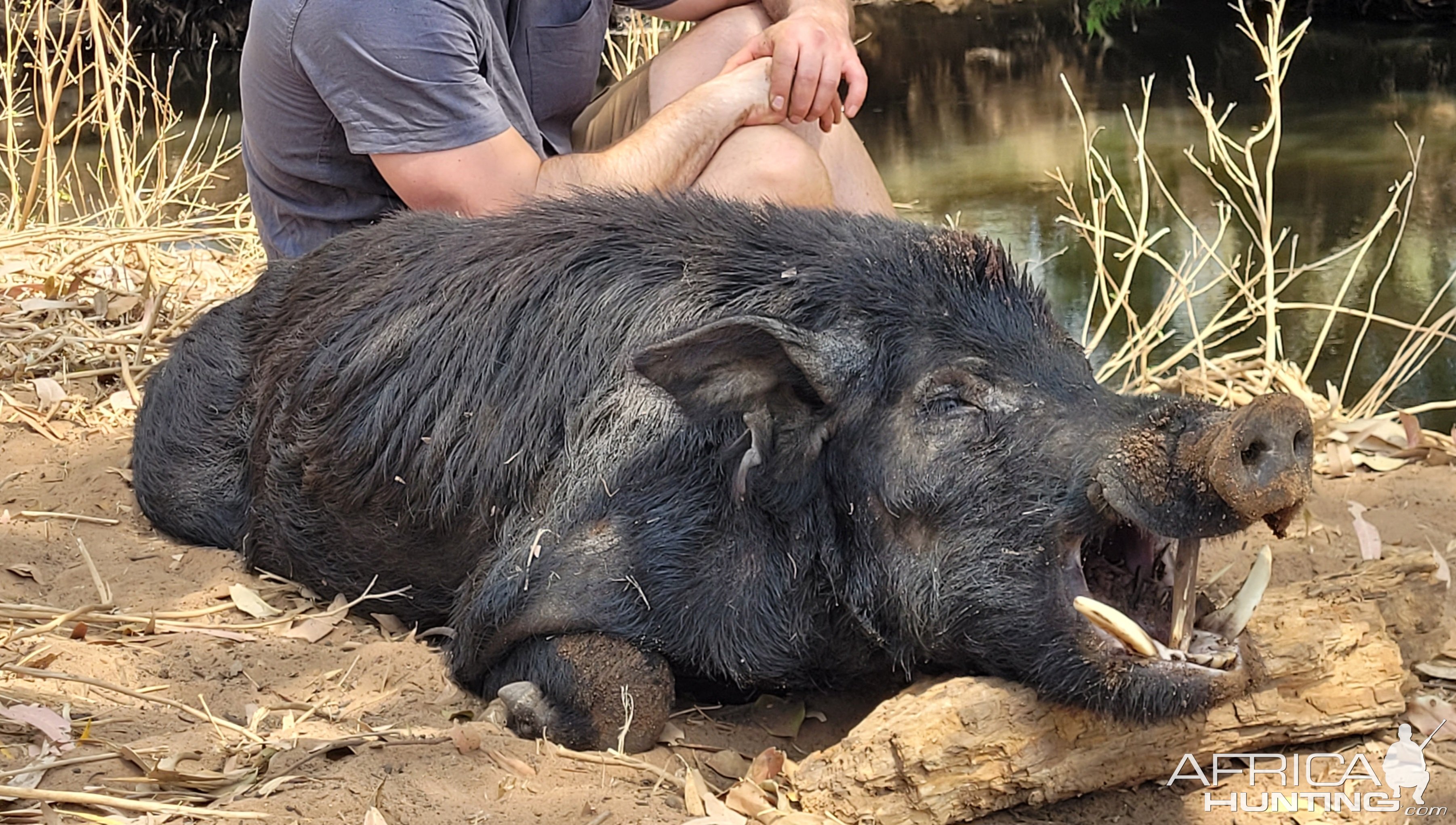 Wild Boar Hunt Northern Territory Australia