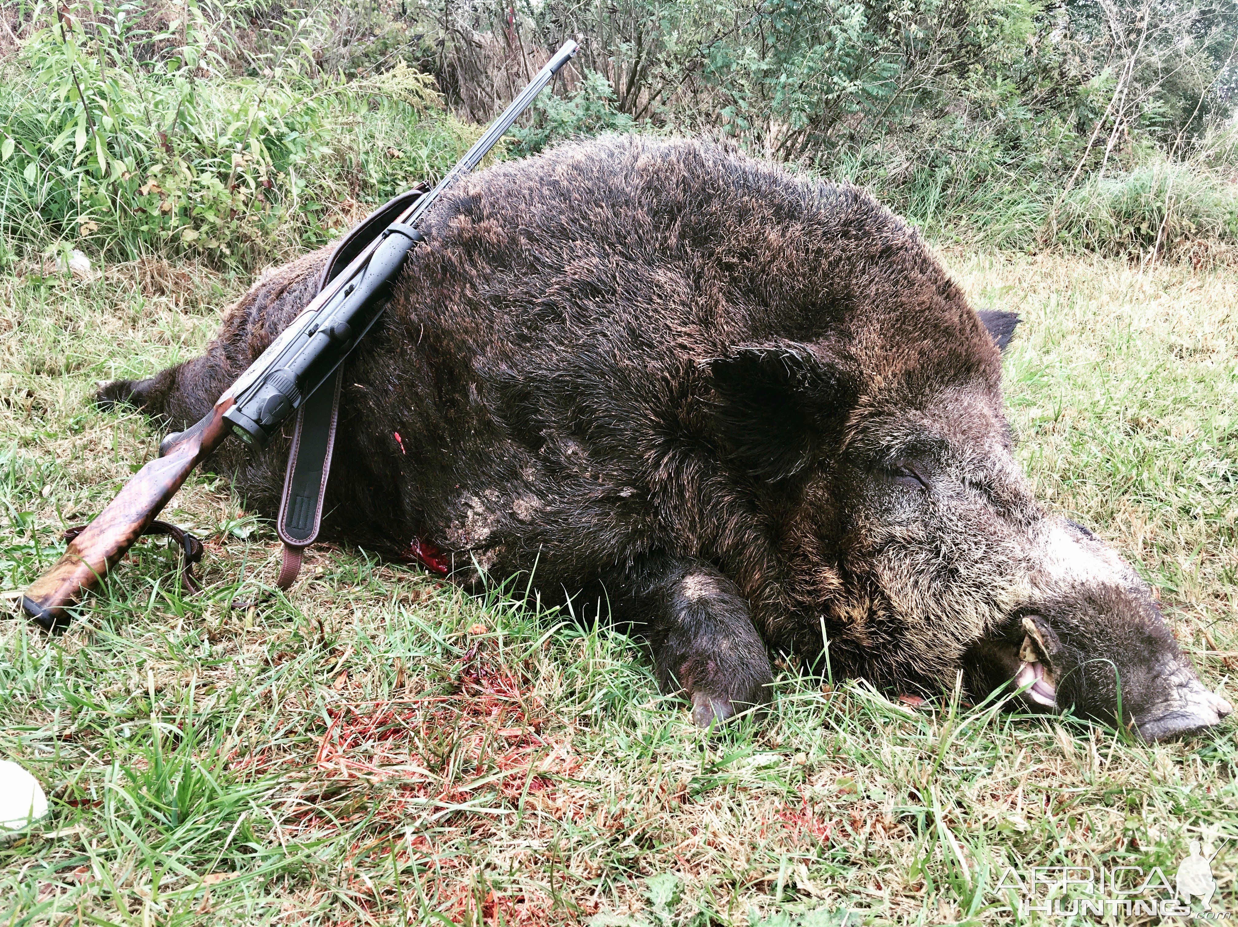 Wild Boar Hunt Romania