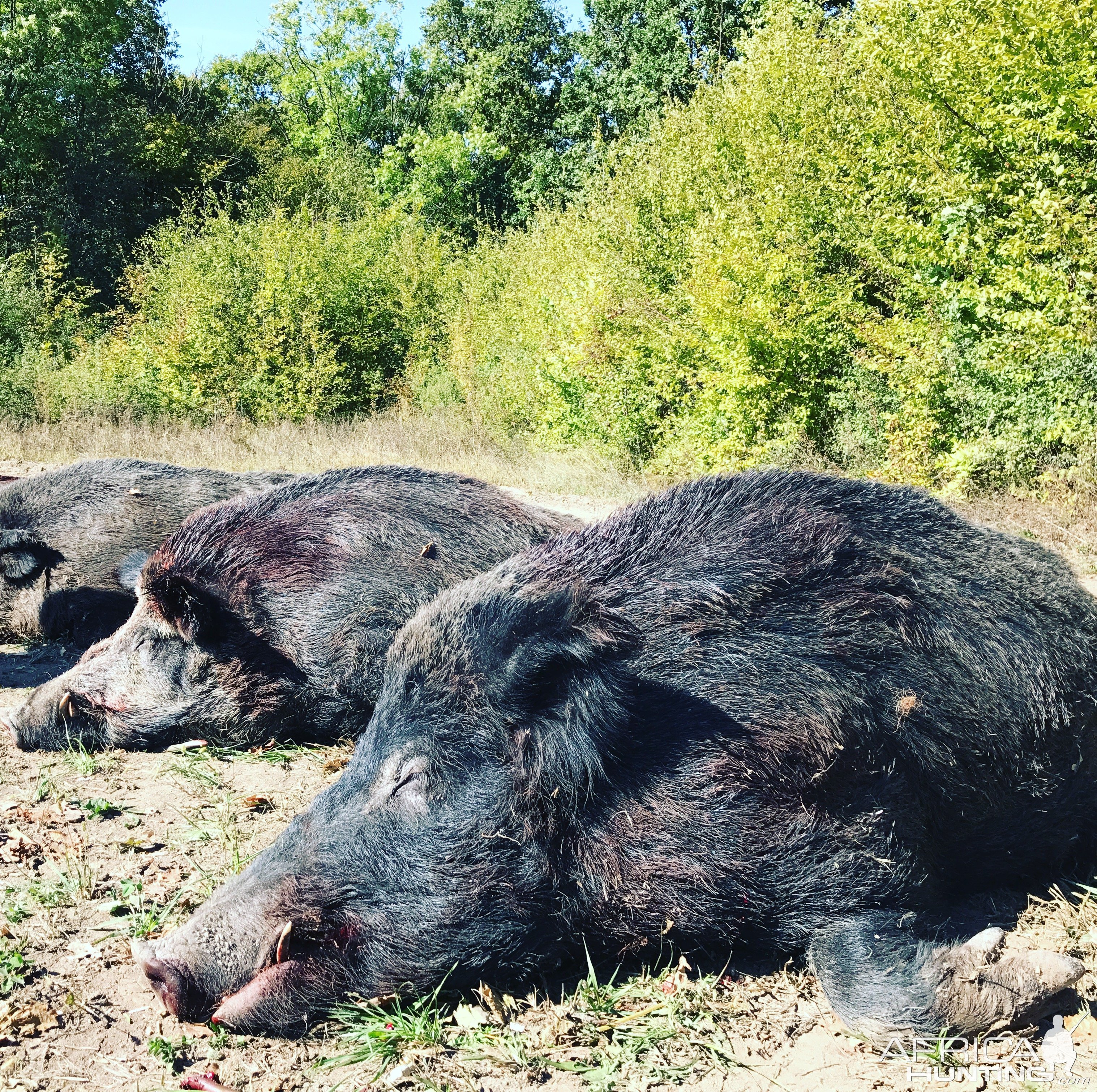 Wild Boar Hunt Romania