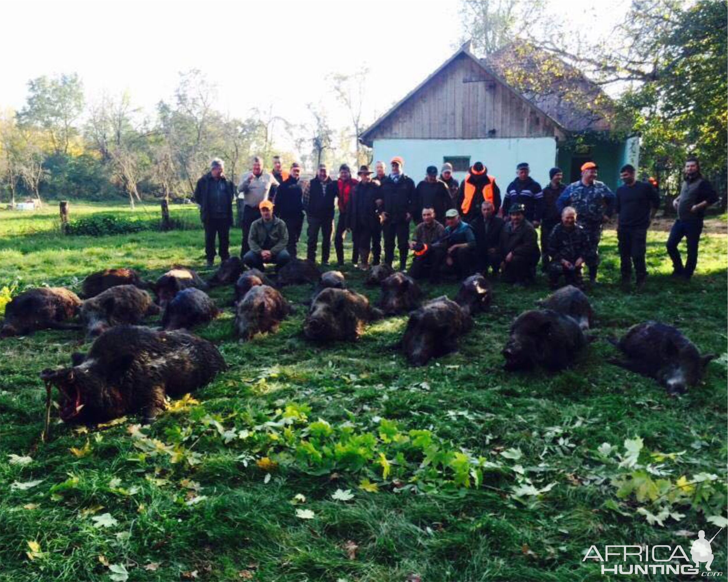 Wild Boar Hunt Romania