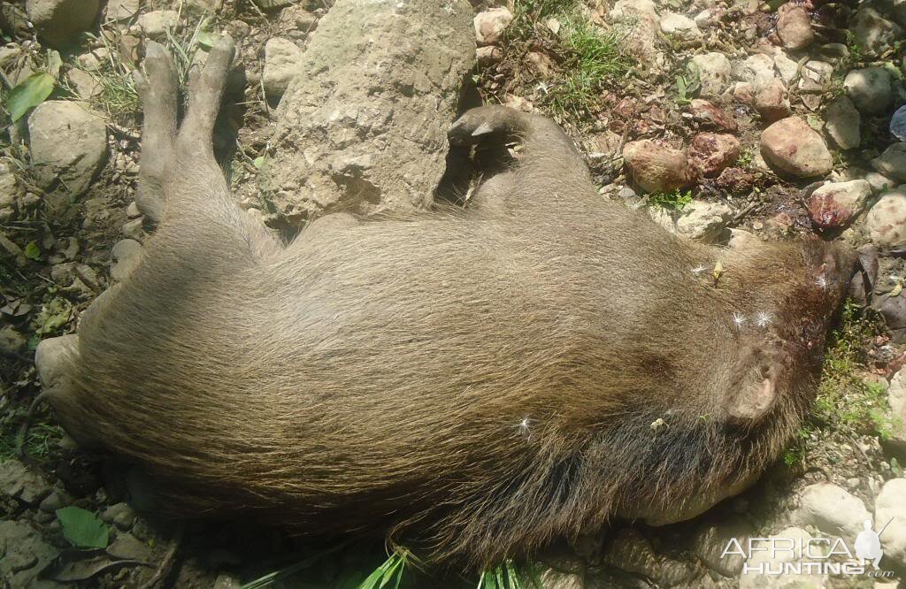 Wild Boar Hunting Bangladesh