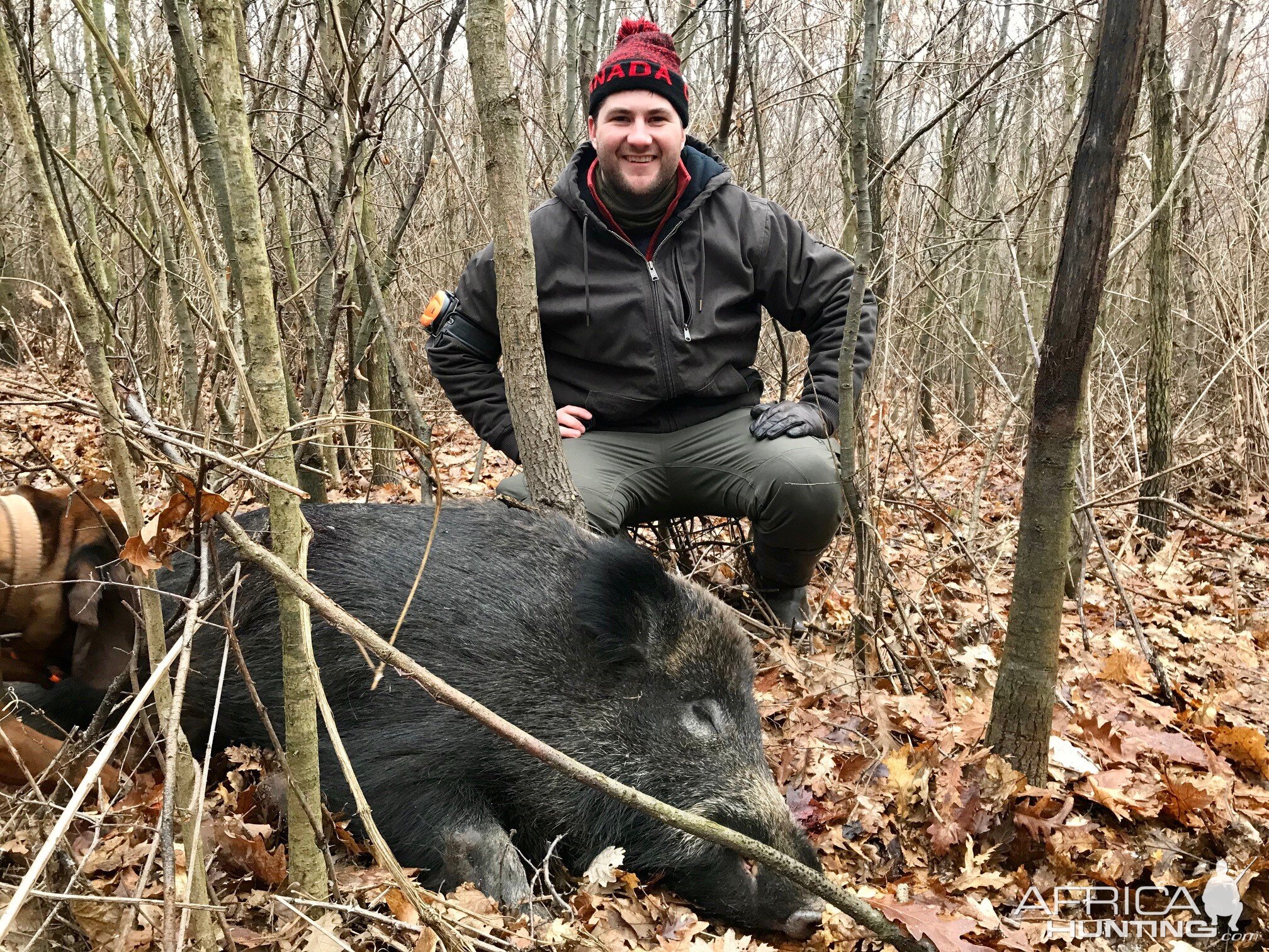 Wild Boar Hunting Hungary