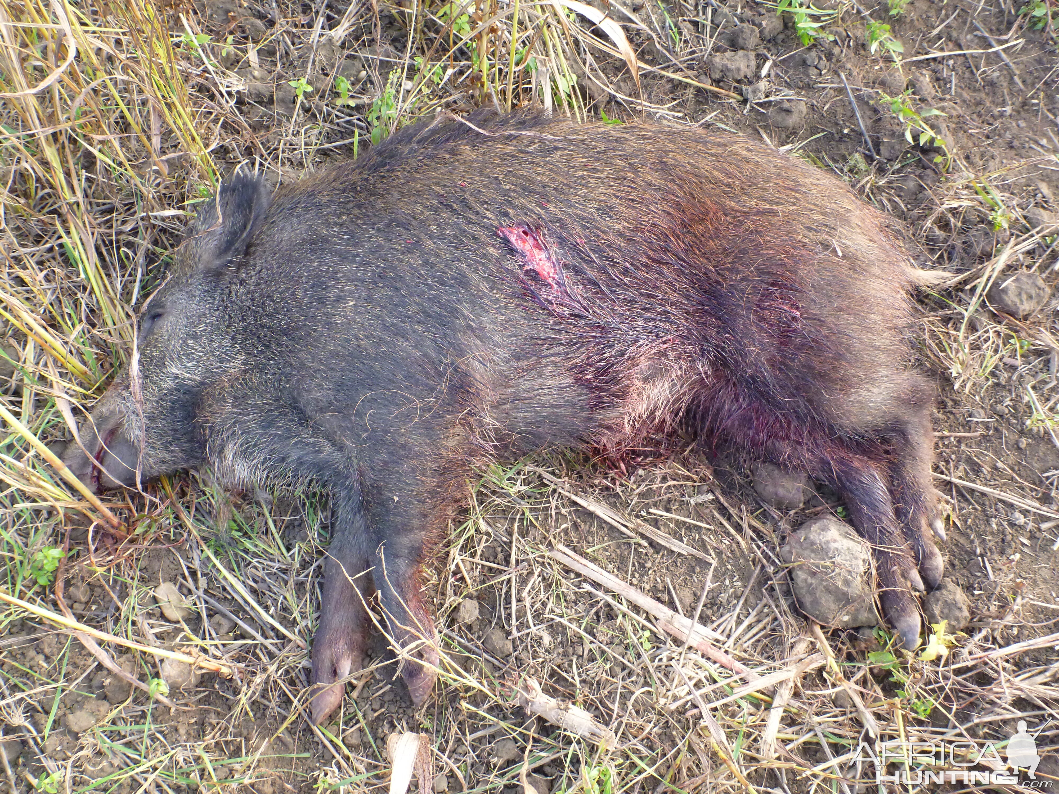 Wild Boar Hunting in France