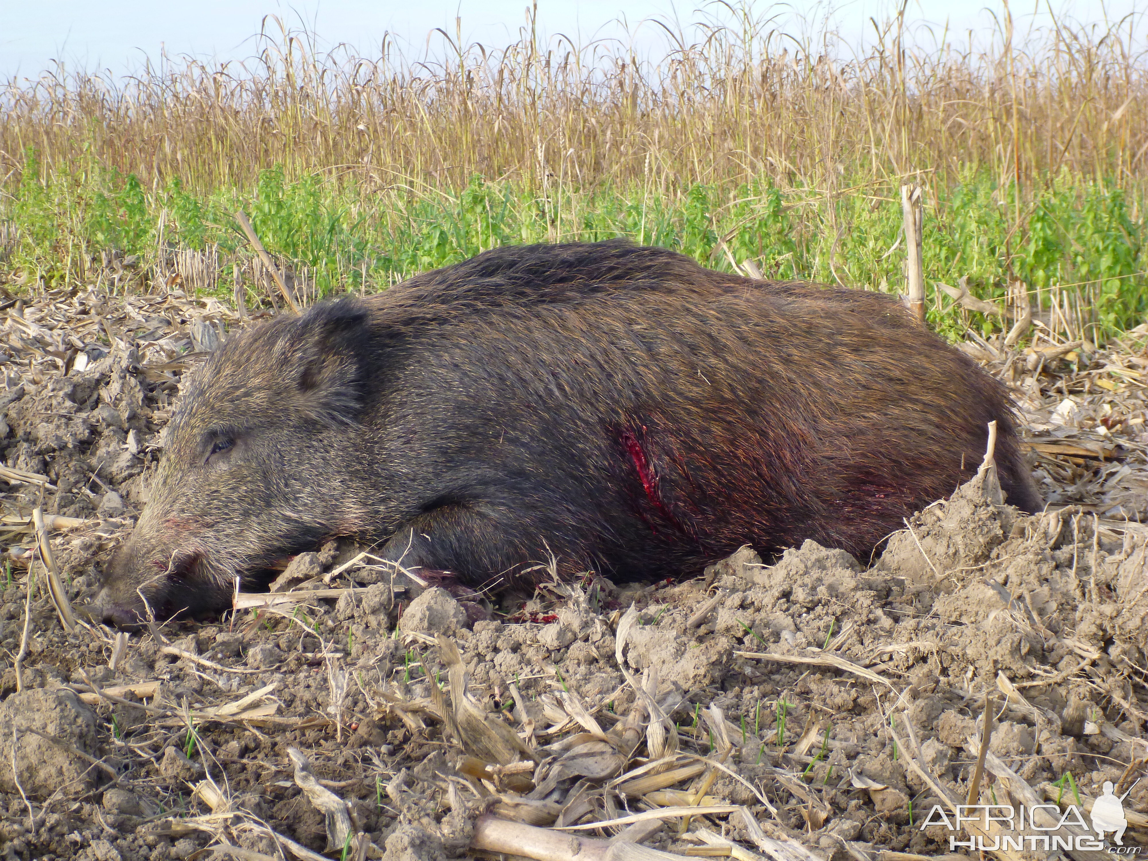 Wild Boar Hunting in France