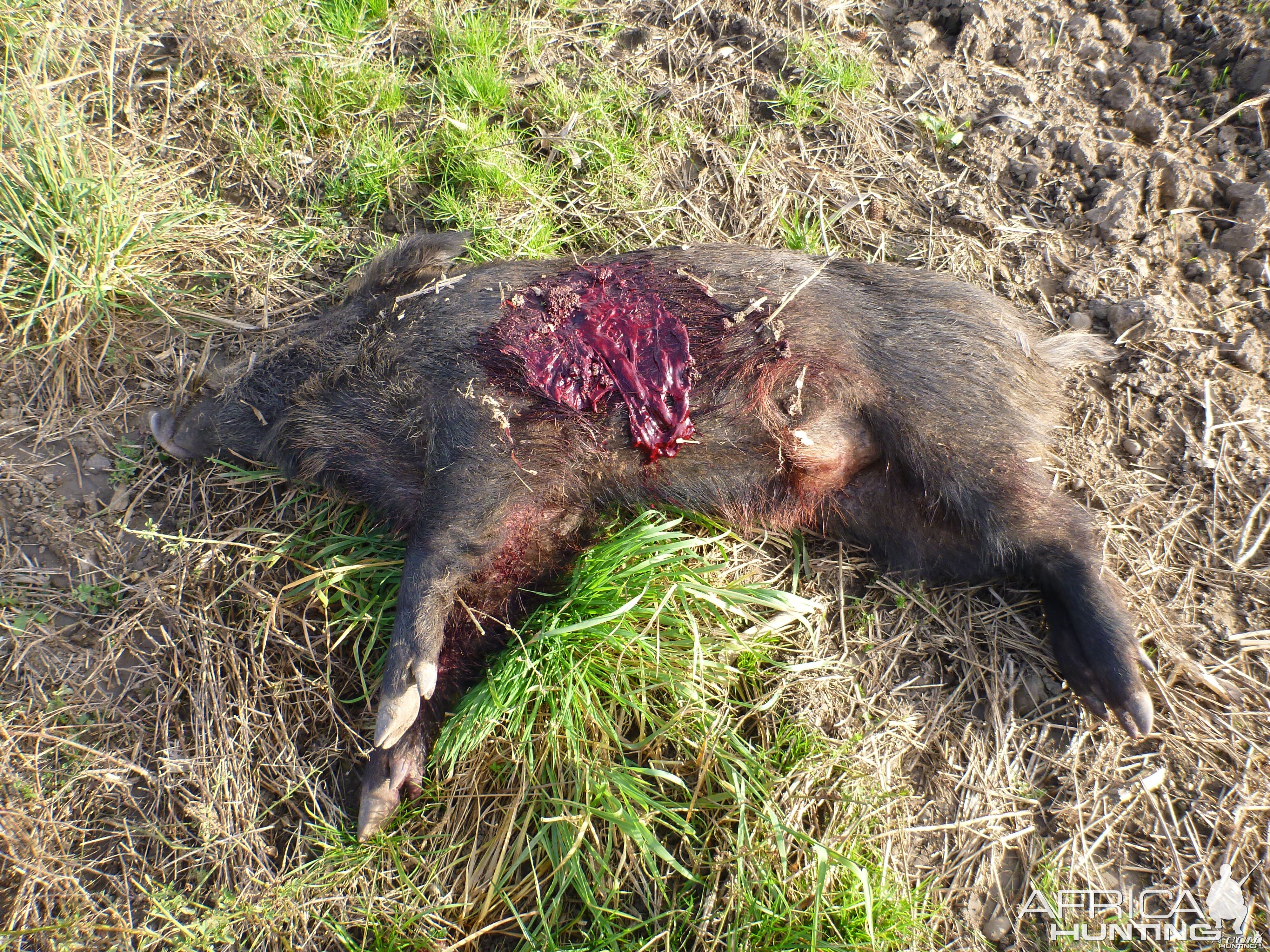 Wild Boar Hunting in France