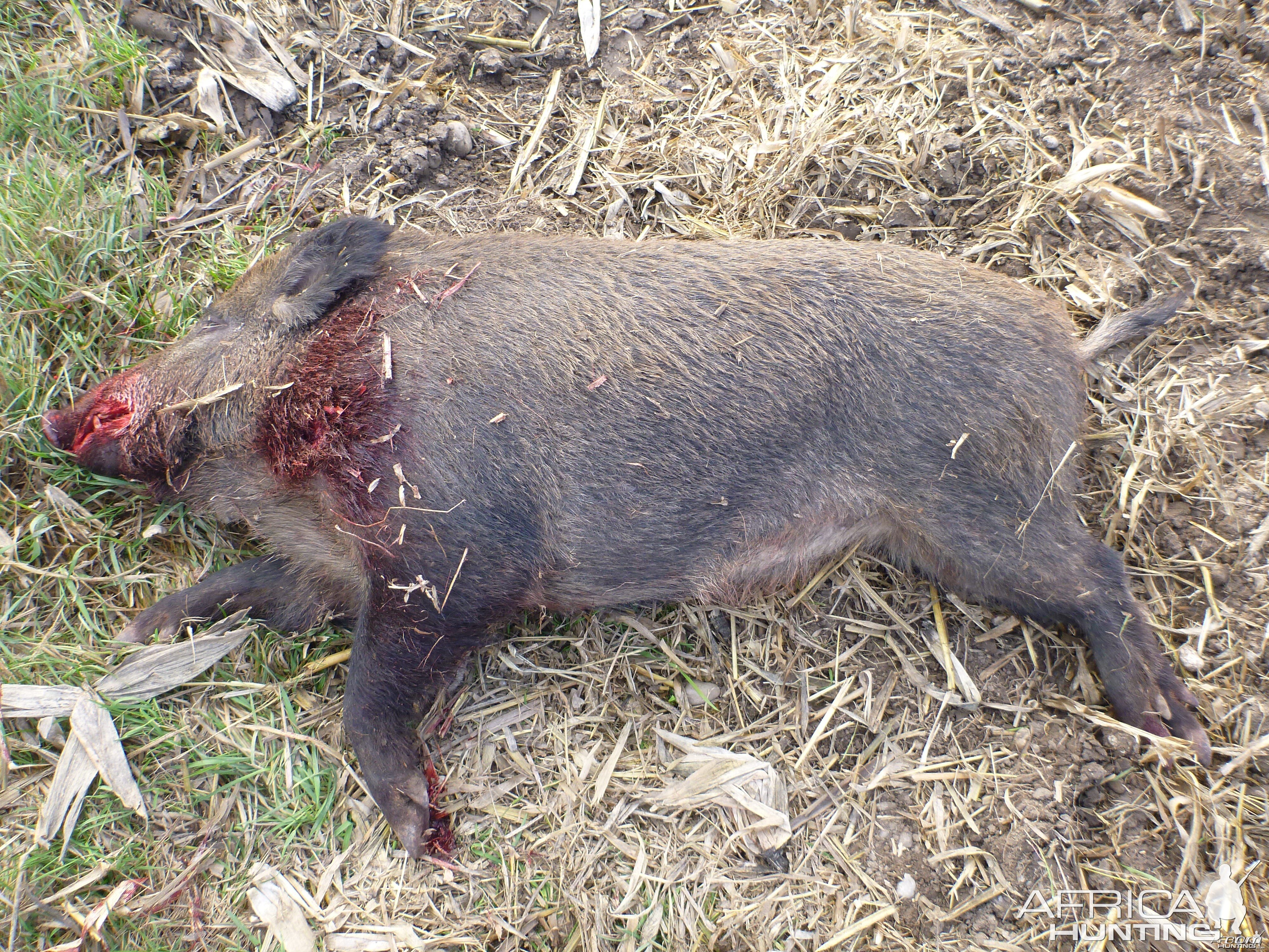 Wild Boar Hunting in France