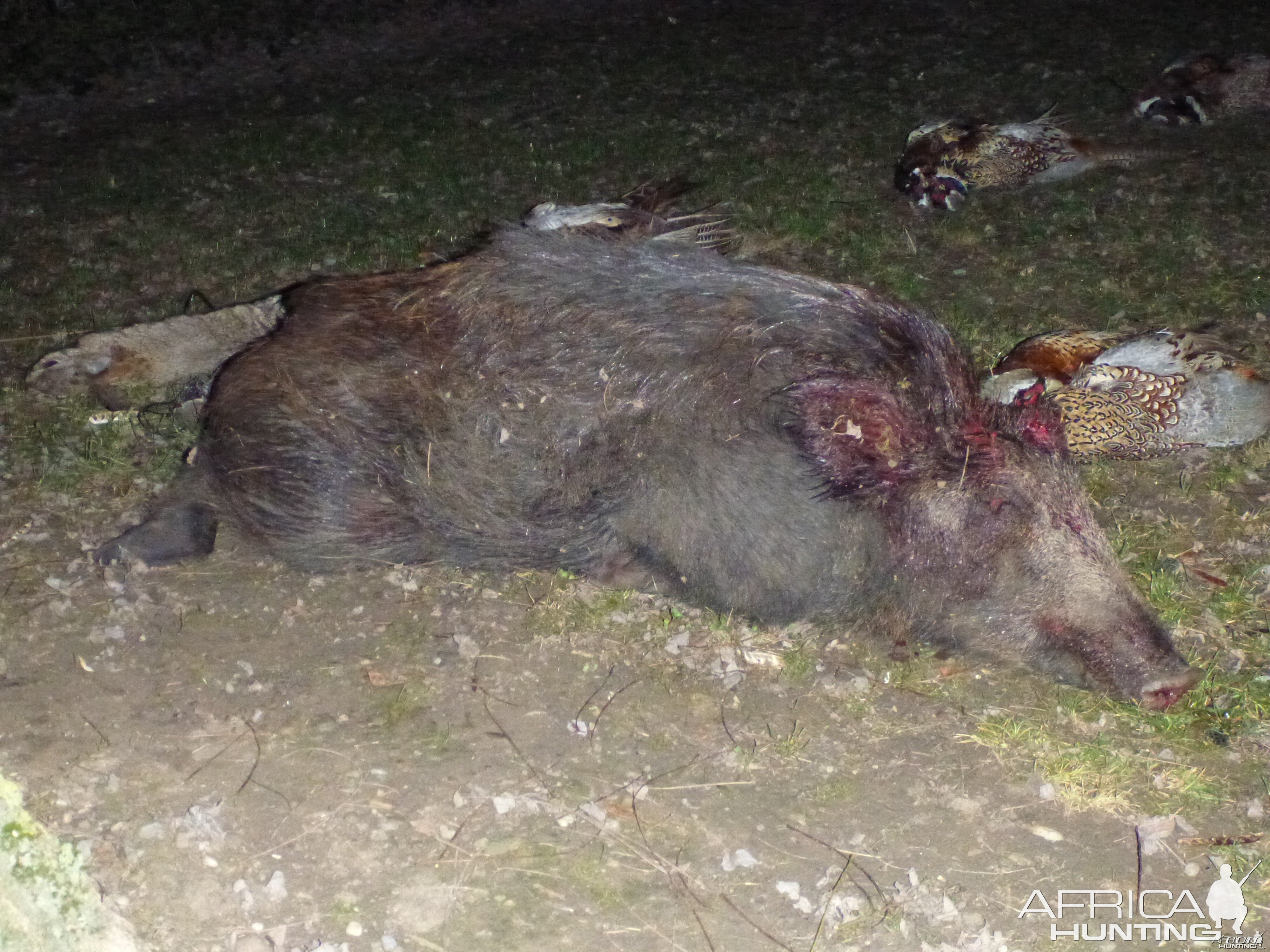 Wild Boar Hunting in France