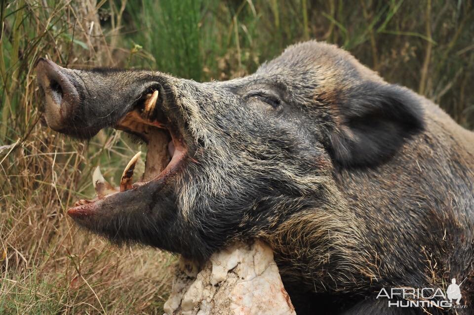 Wild Boar Hunting in France