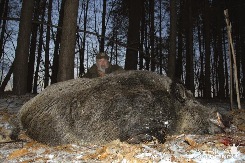 Wild Boar Hunting in France