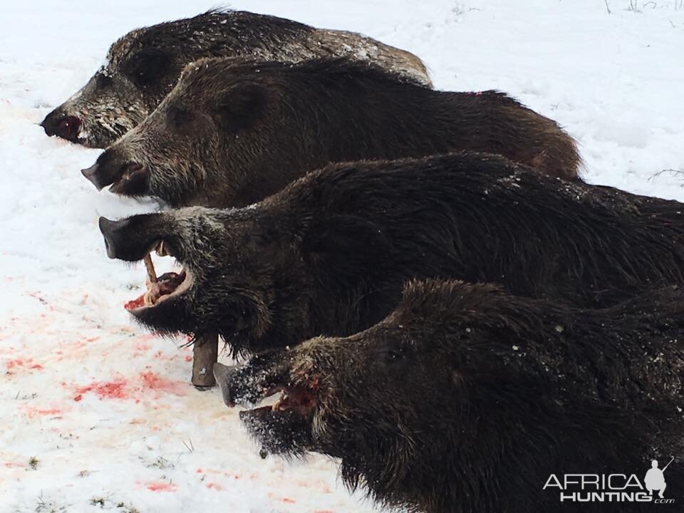 Wild Boar Hunting Romania