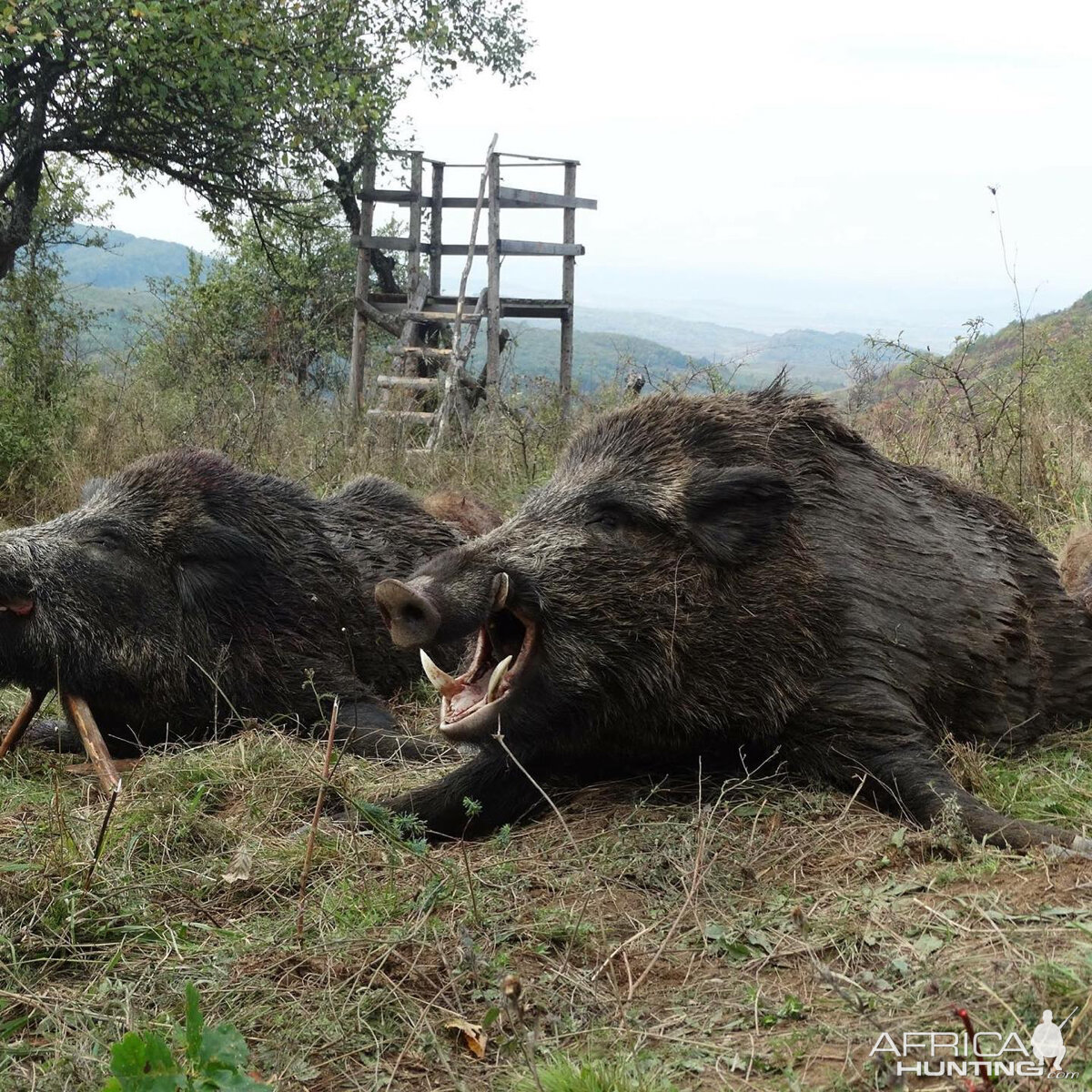 Wild Boar Hunting Romania