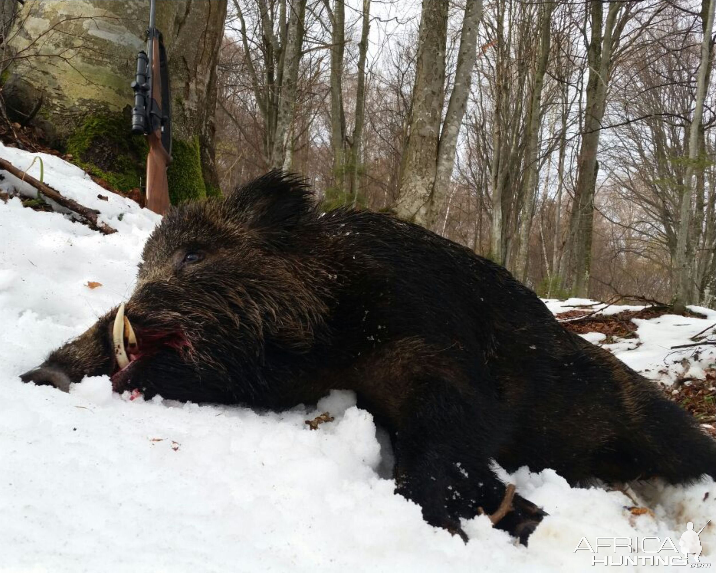 Wild Boar Hunting Romania