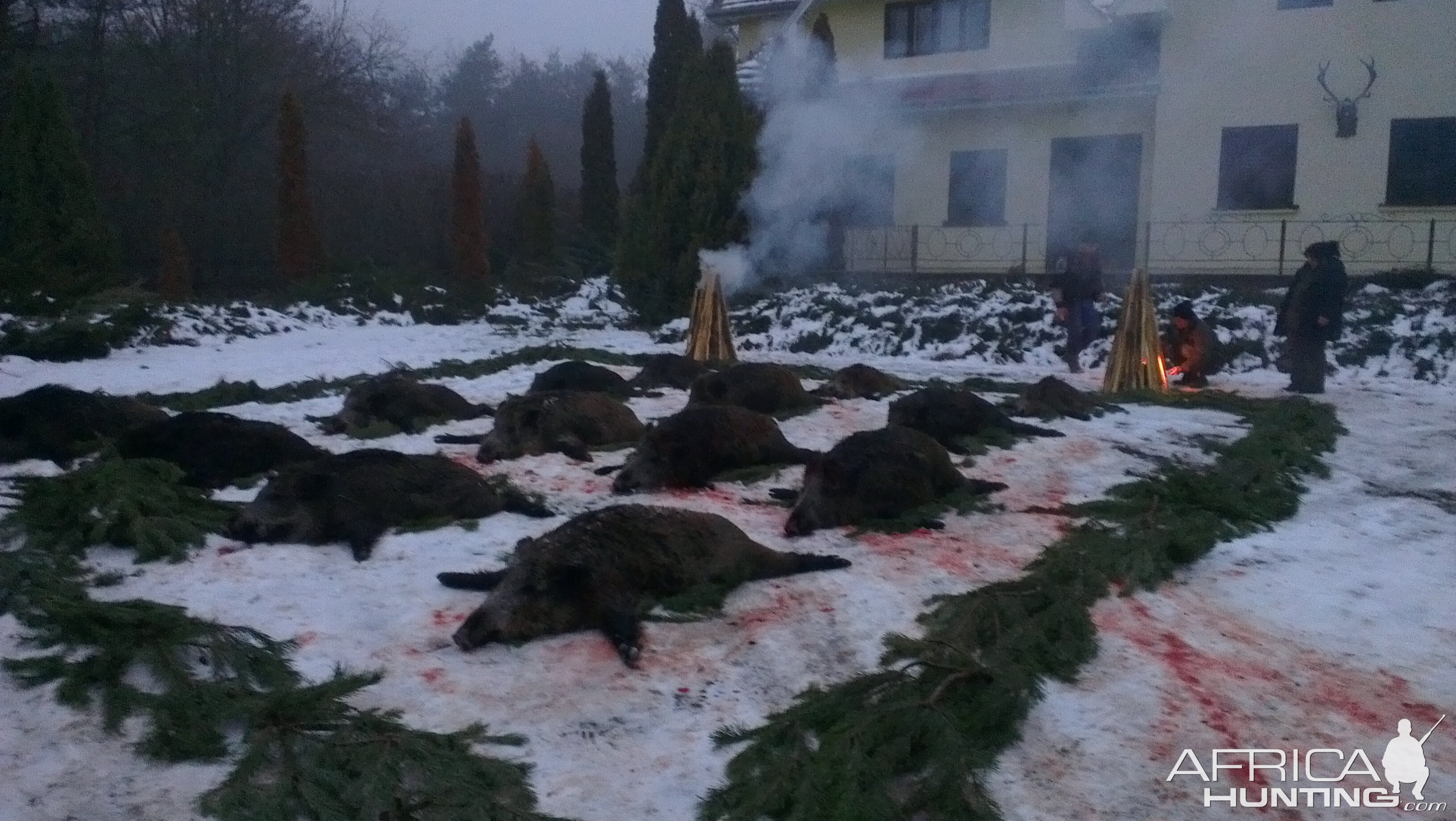 Wild Boar Hunting Romania