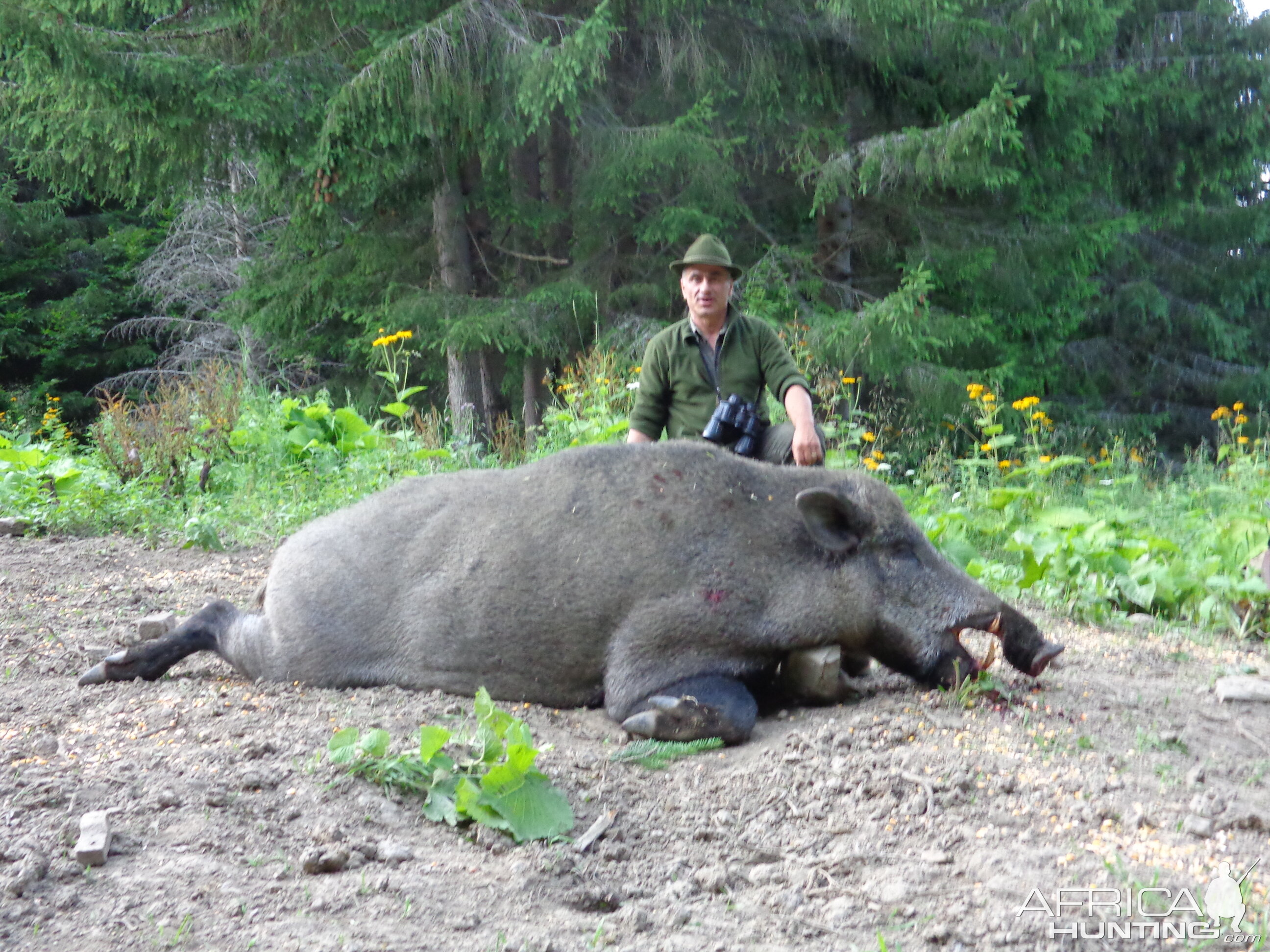 Wild boar in the summer coat