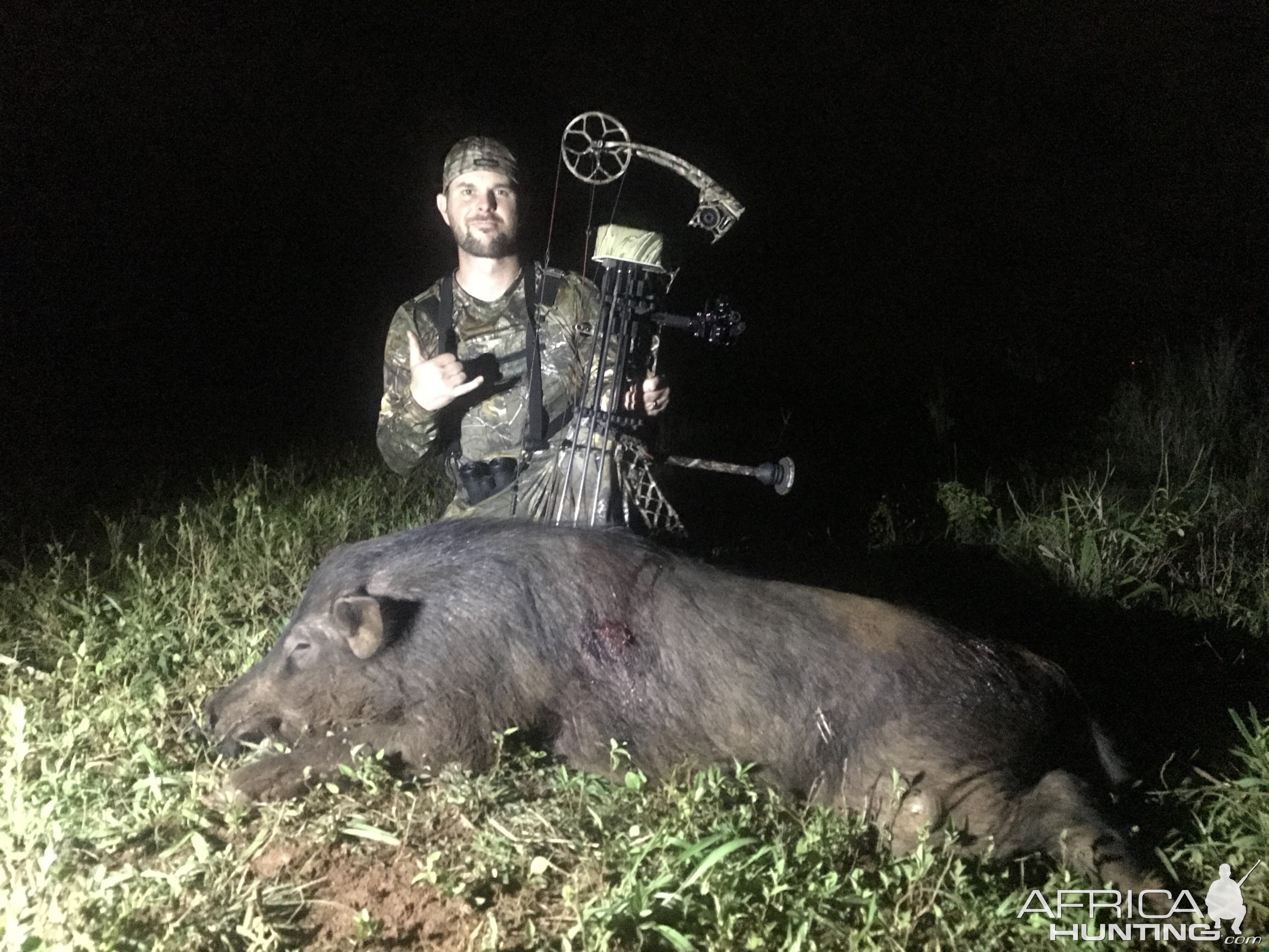 Wild boar Kauai