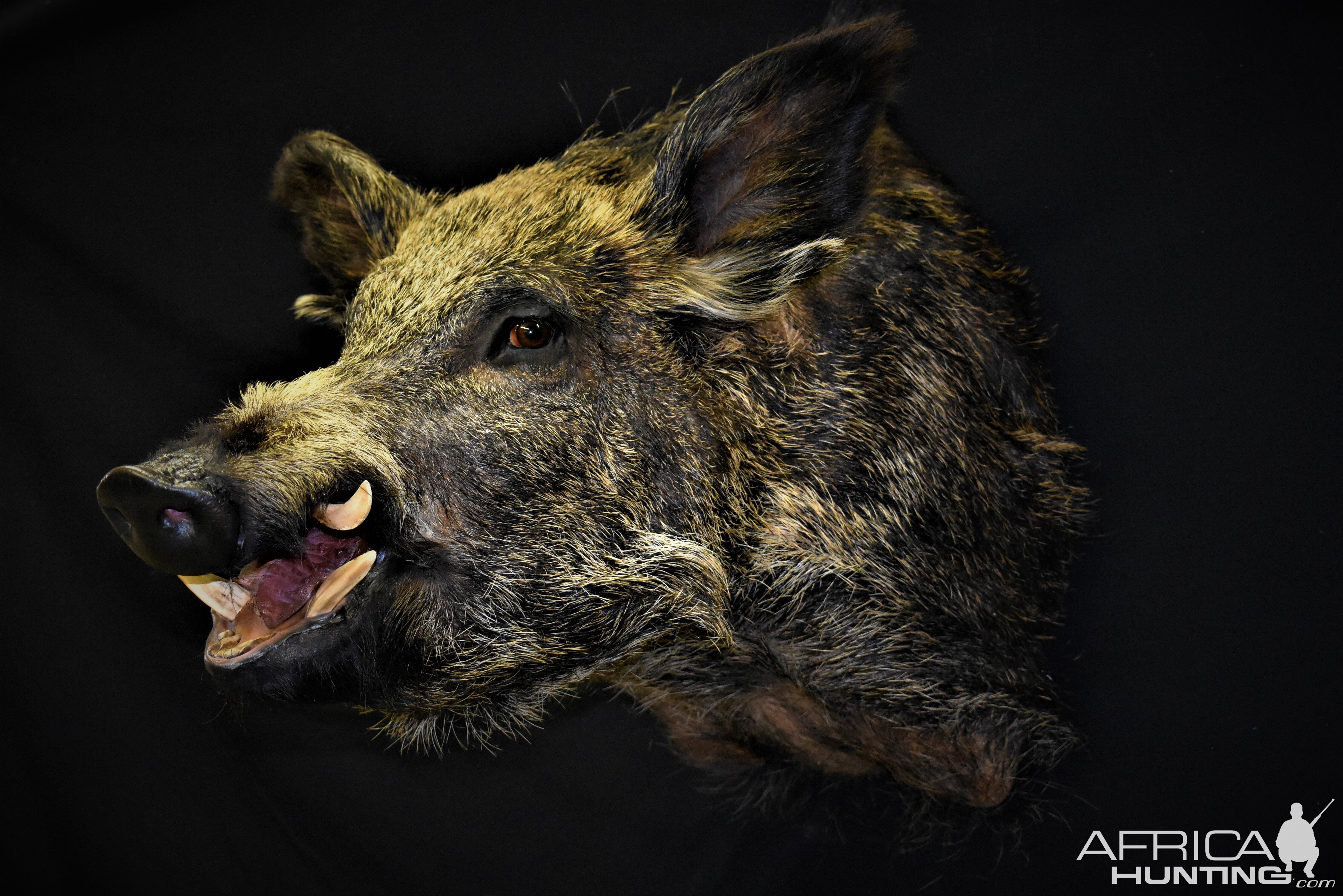 Wild Boar Shoulder Mount Taxidermy