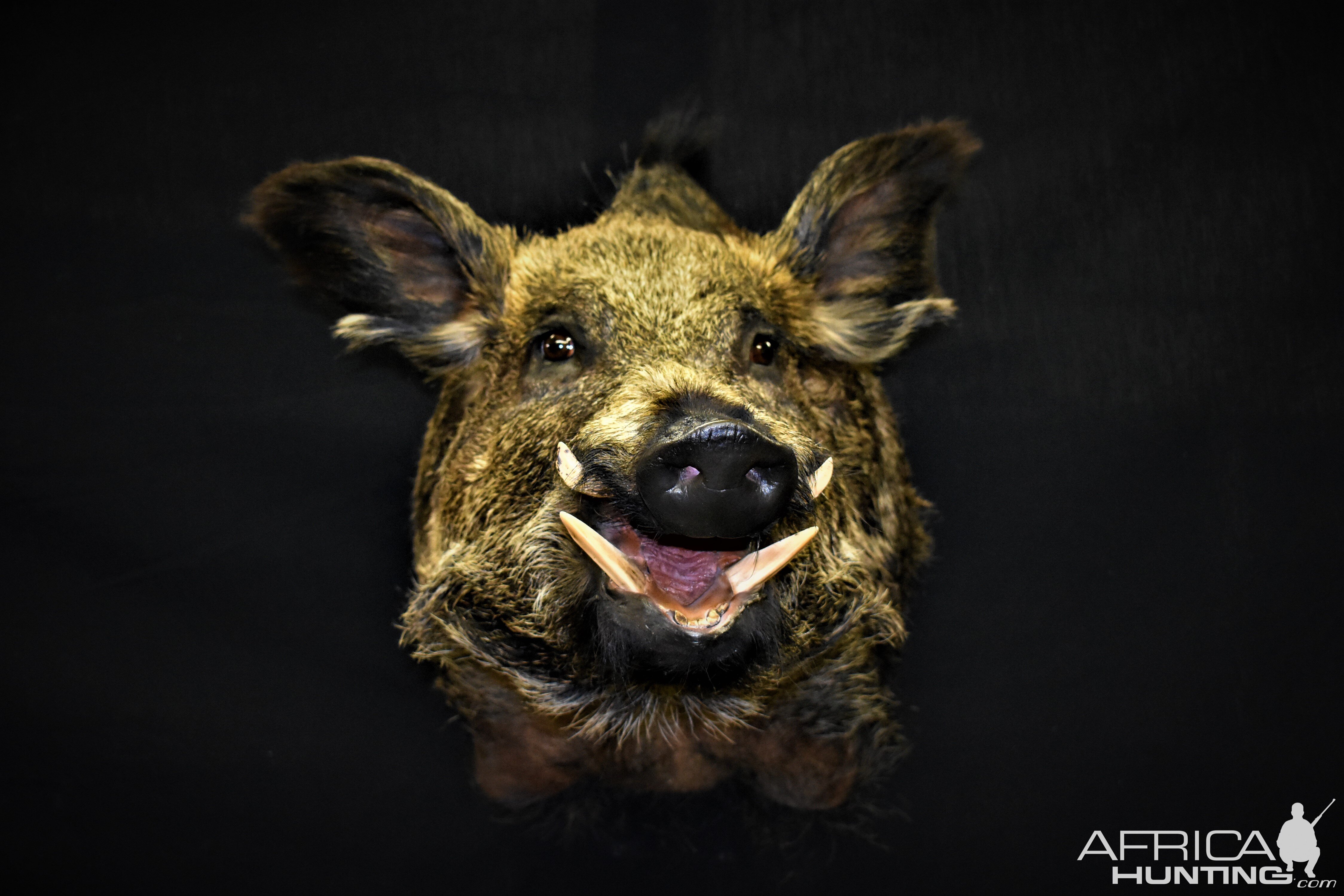 Wild Boar Shoulder Mount Taxidermy