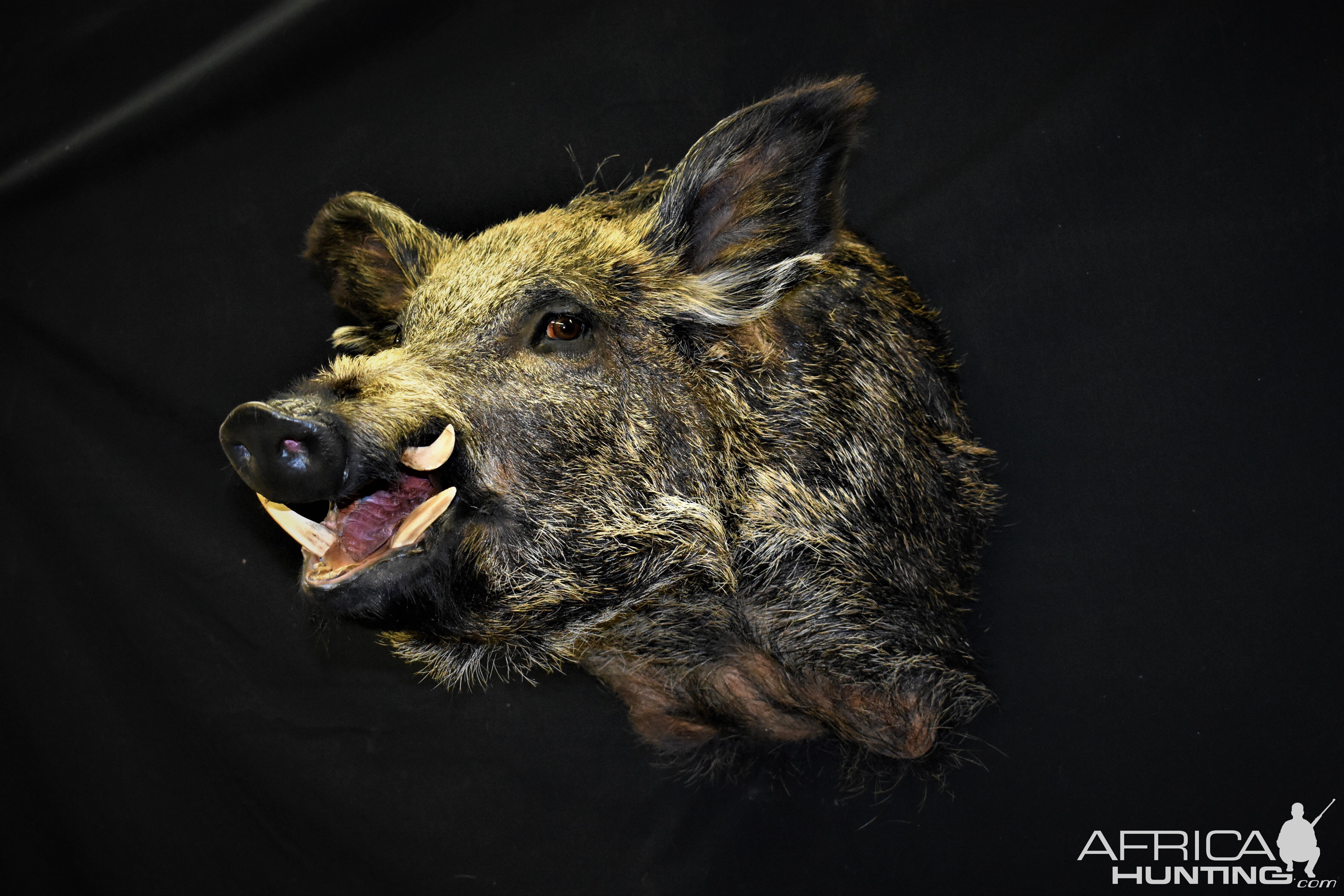 Wild Boar Shoulder Mount Taxidermy