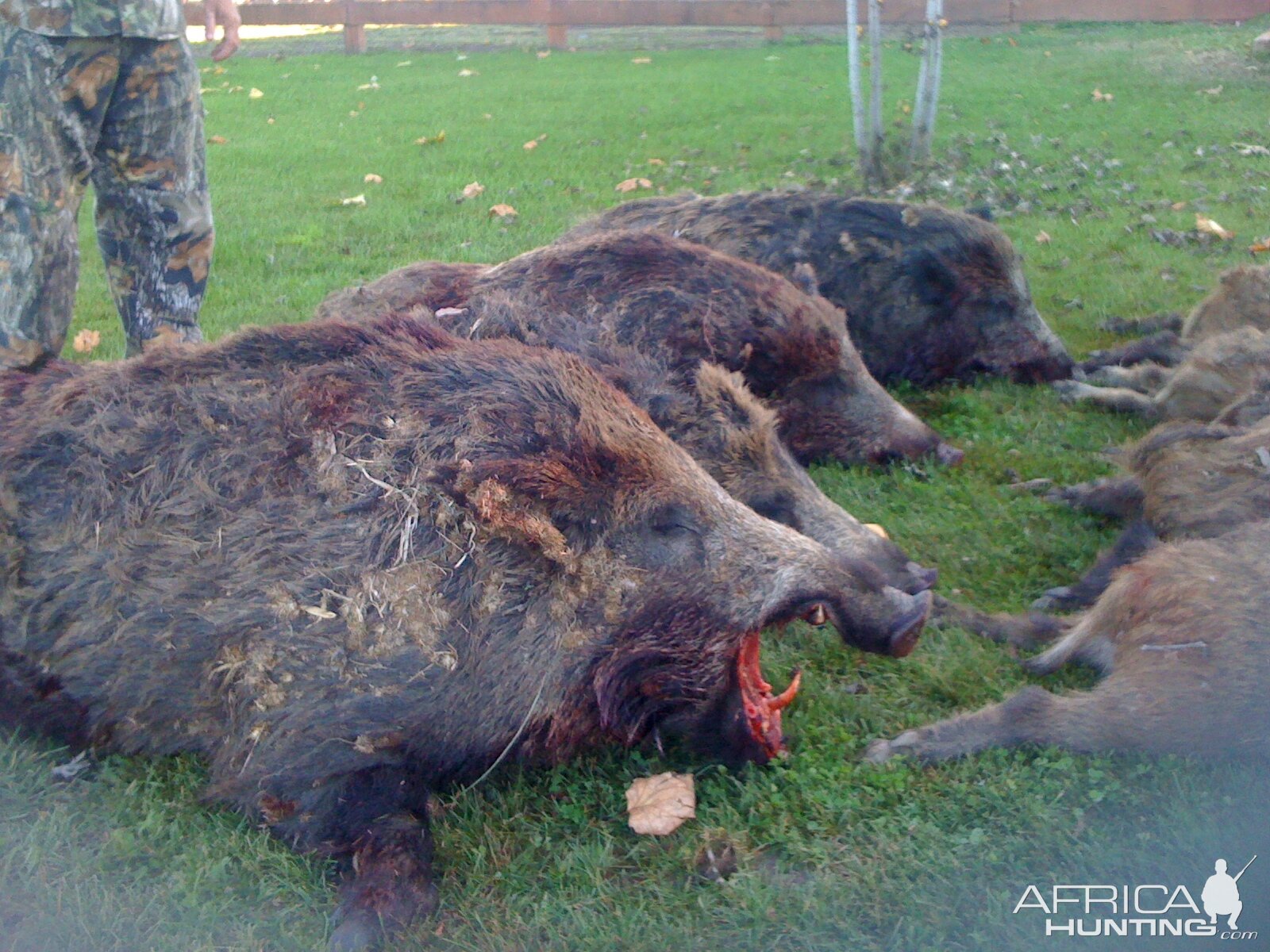 wild boars driven hunt