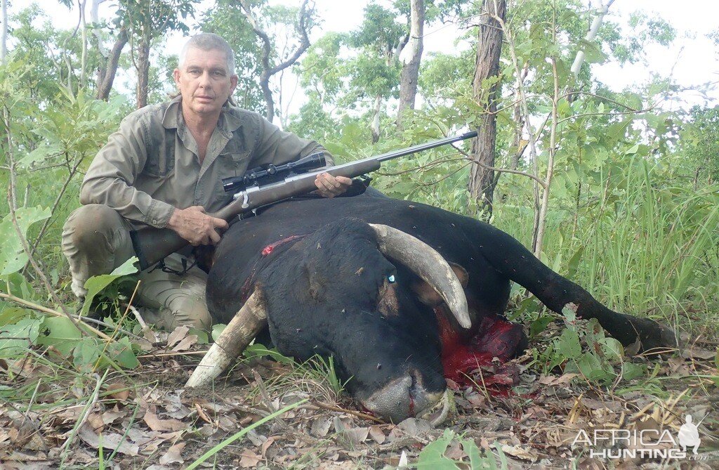 Wild Bull Hunt Australia