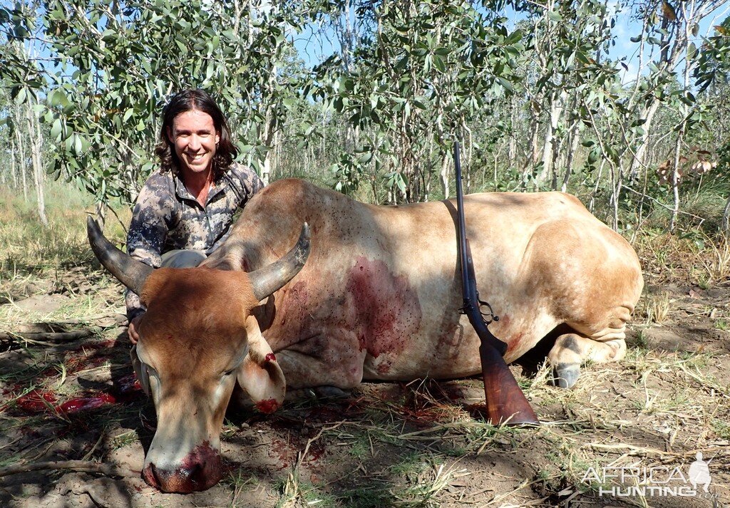 Wild Bull Hunt Australia