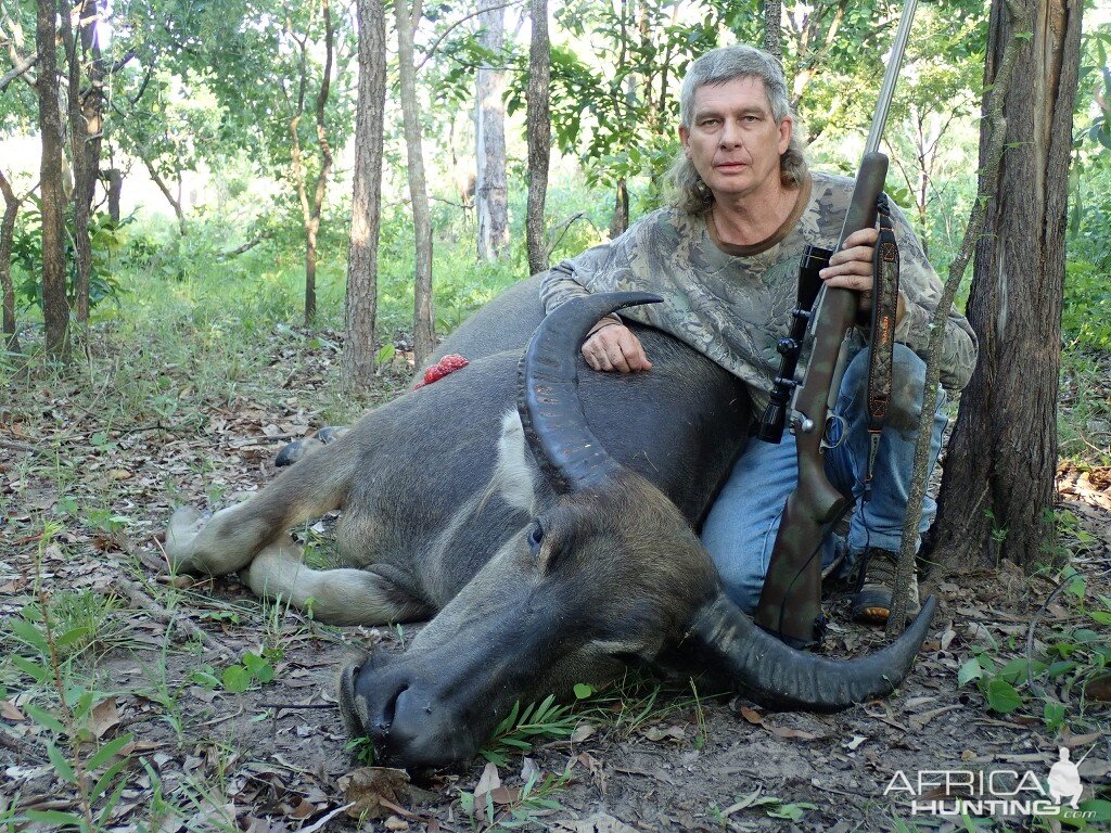 Wild Bull Hunting Australia