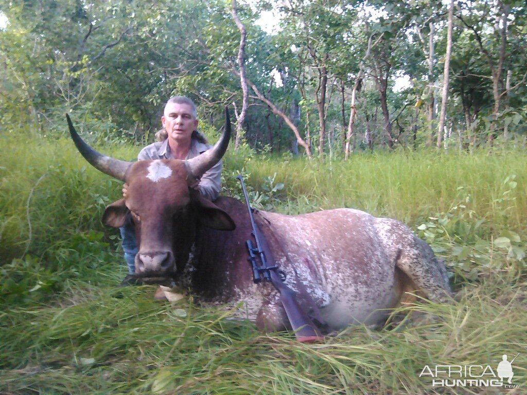 Wild Bull Hunting Australia