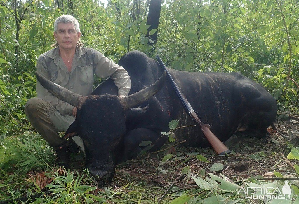 Wild Bull Hunting