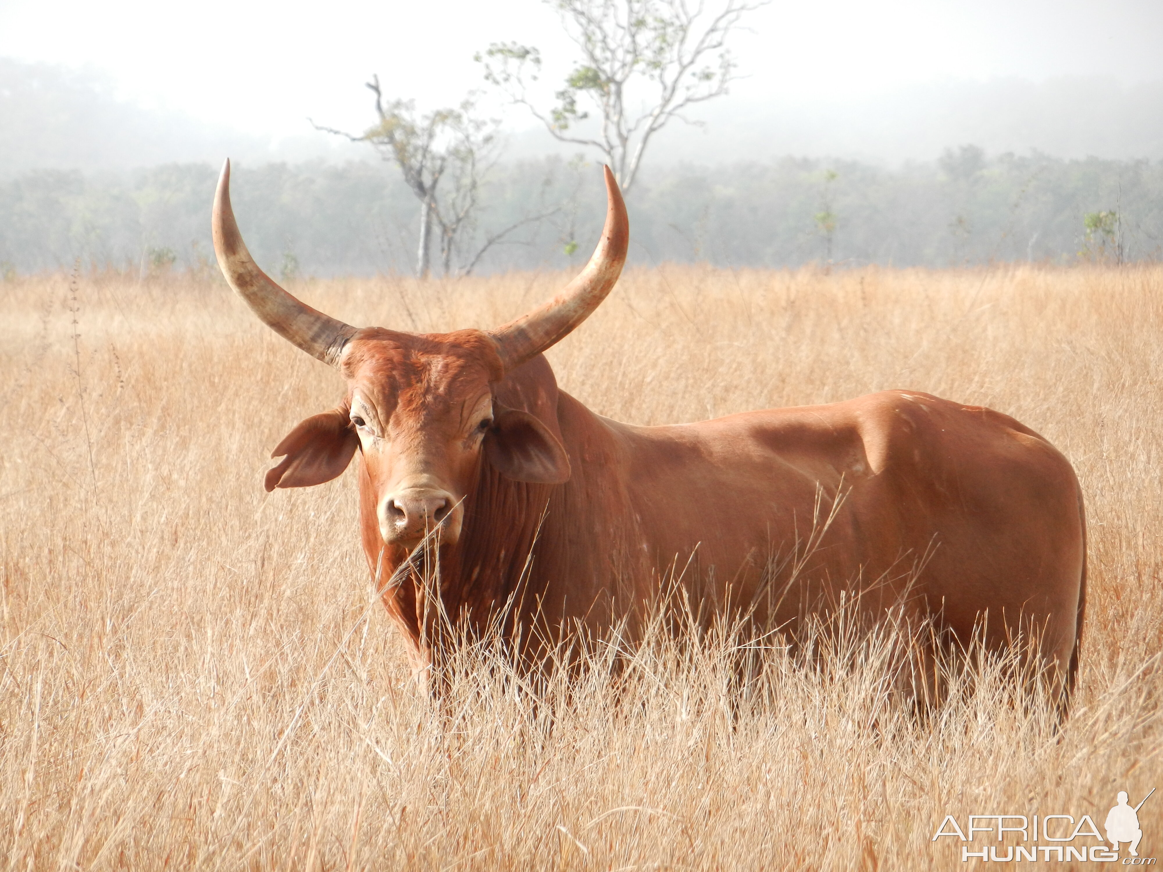 Wild Bull Wildlife New Zealand