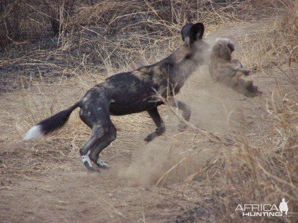 Wild dog in Masailand