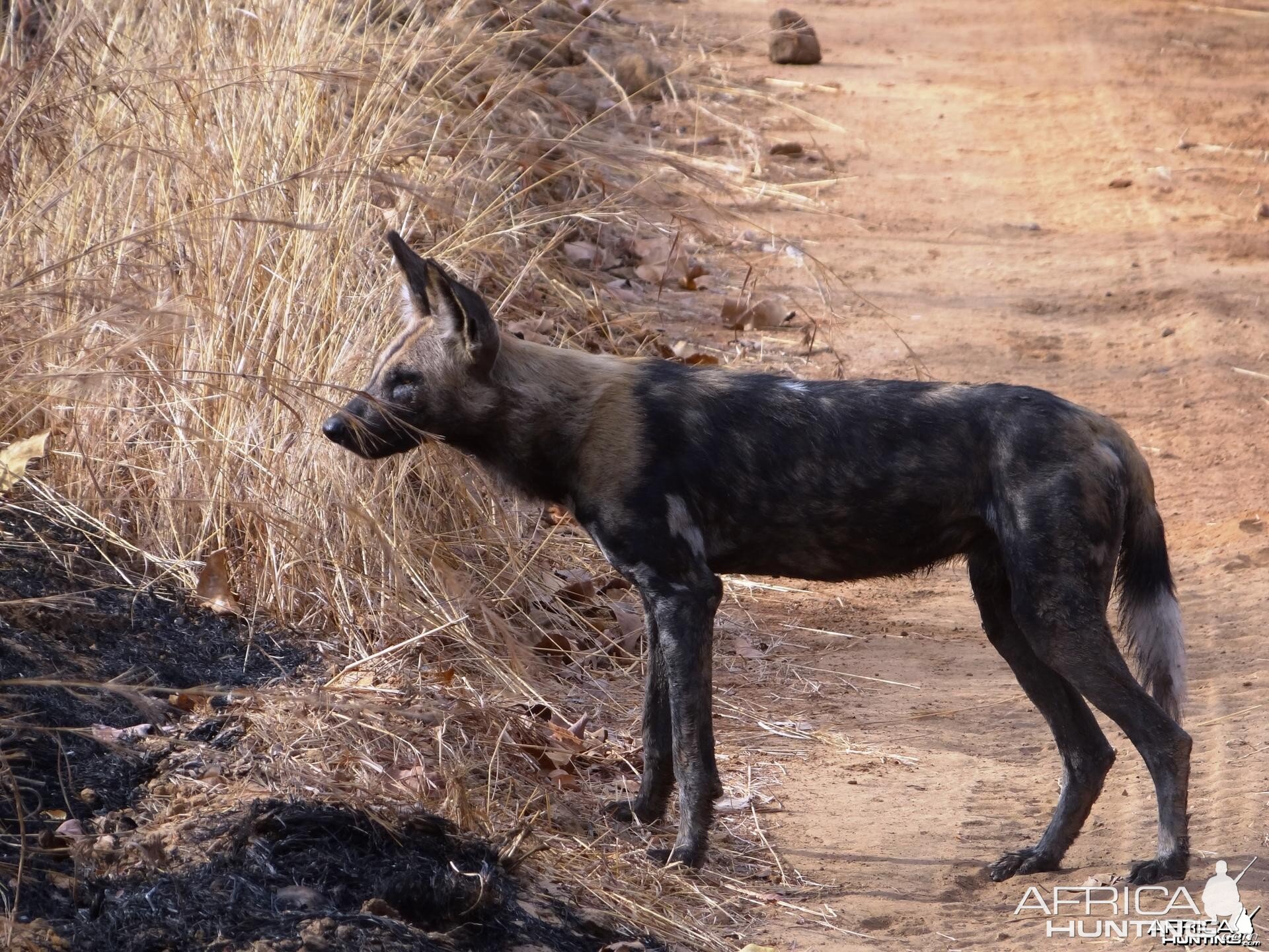 Wild Dog Selous Tanzania