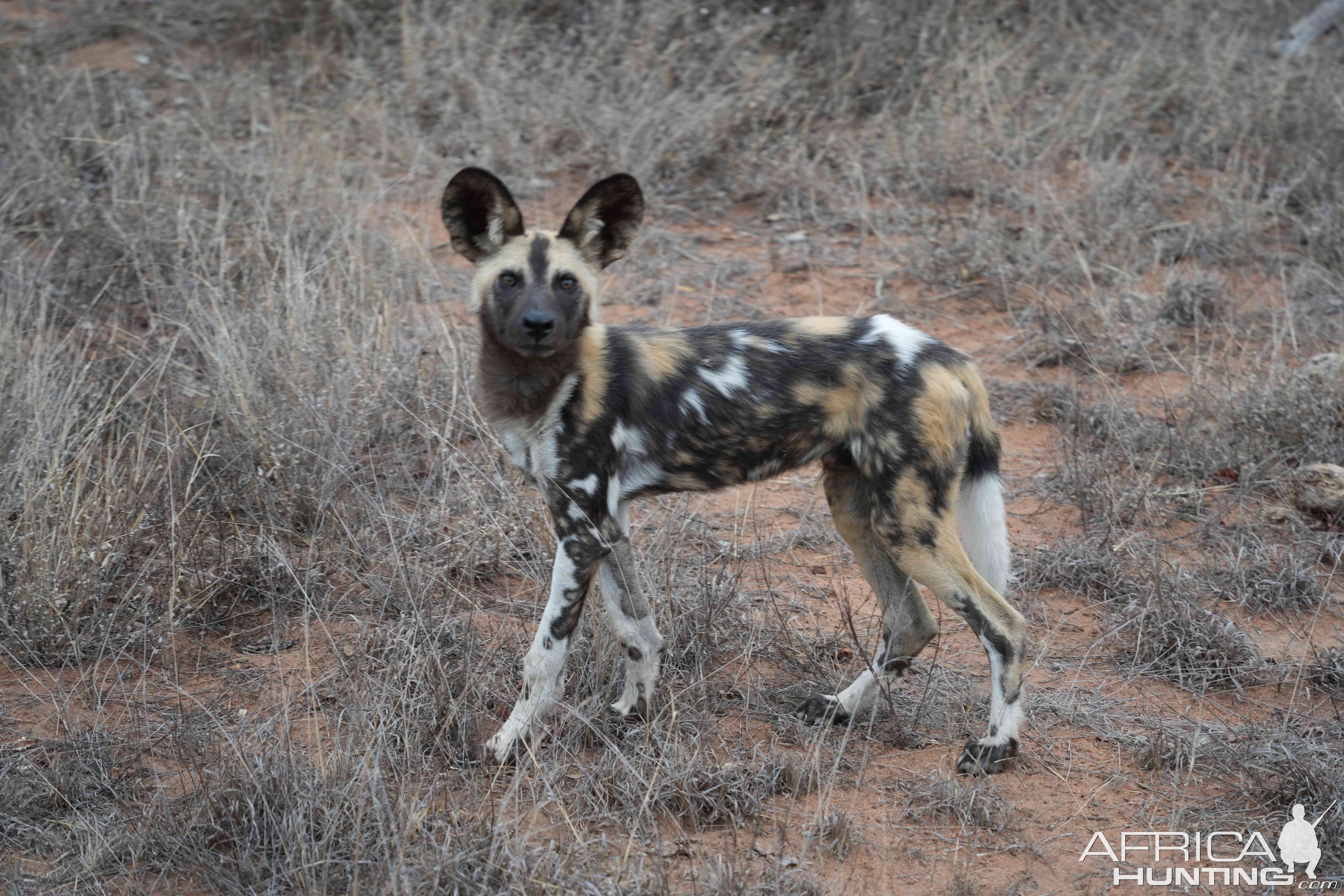 Wild Dog South Africa